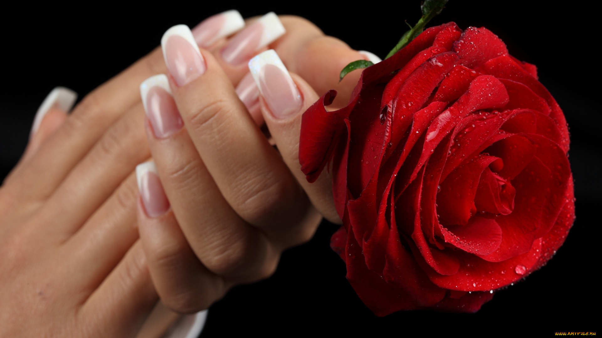 разное, руки, маникюр, роза, капли