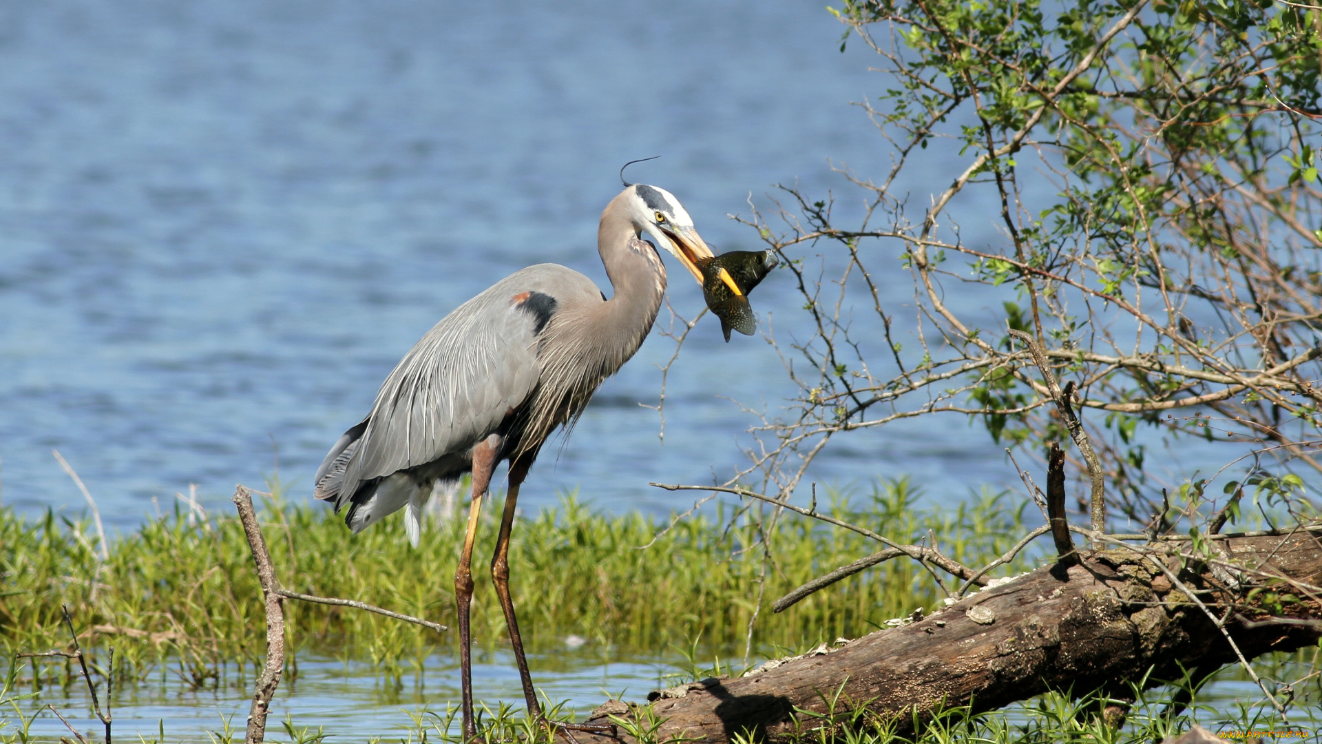 животные, цапли, трава, вода