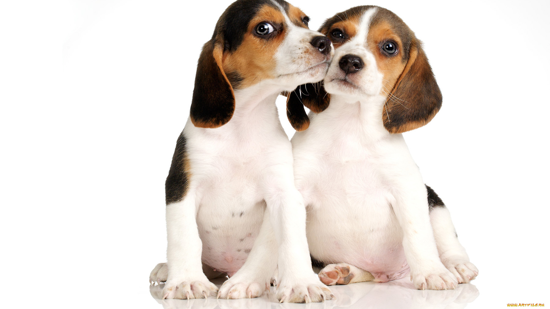 животные, собаки, сидят, щенки, бигль, белый, фон
