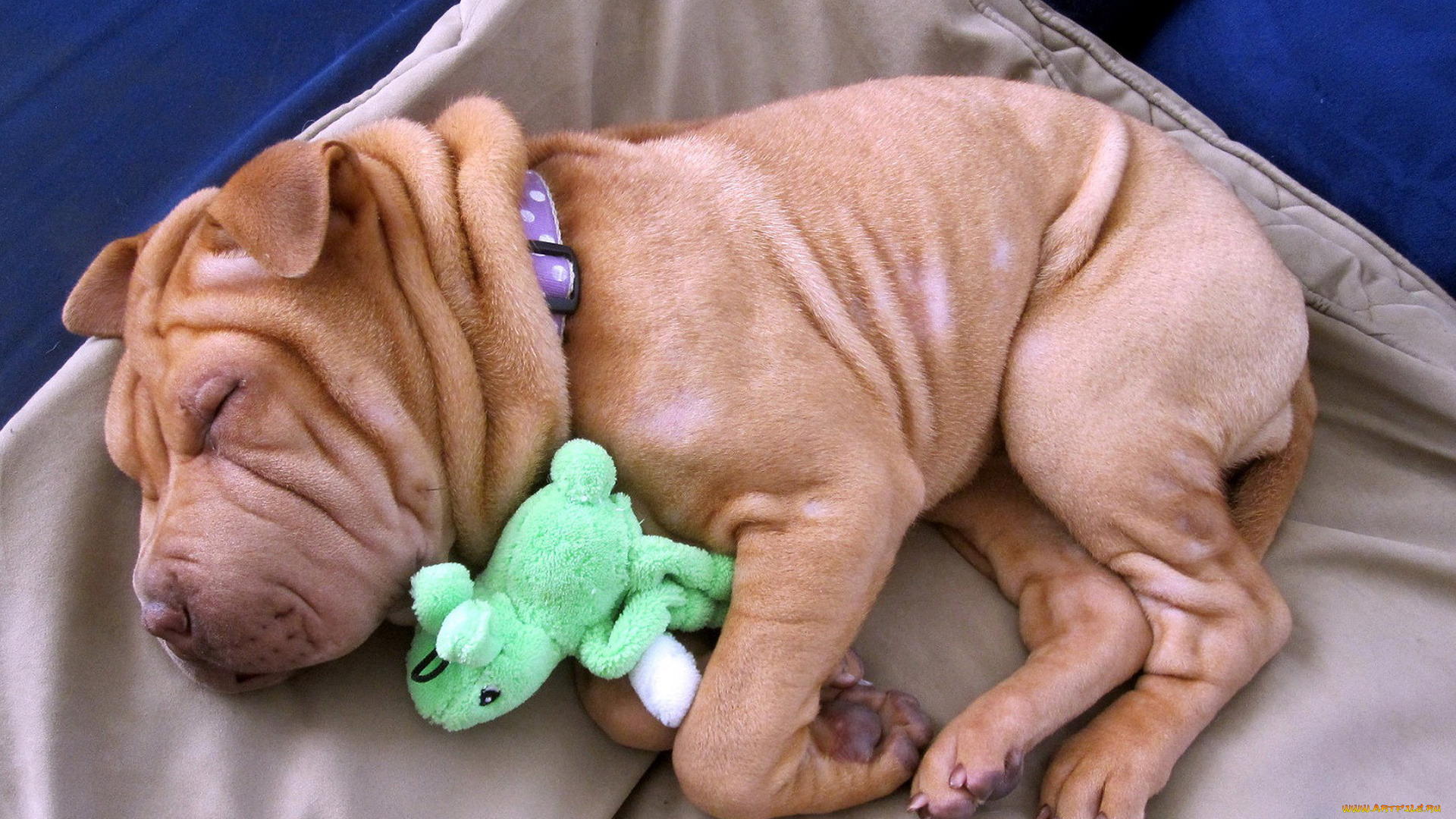 животные, собаки, складки, шарпей, щенок, отдых, сон, игрушка