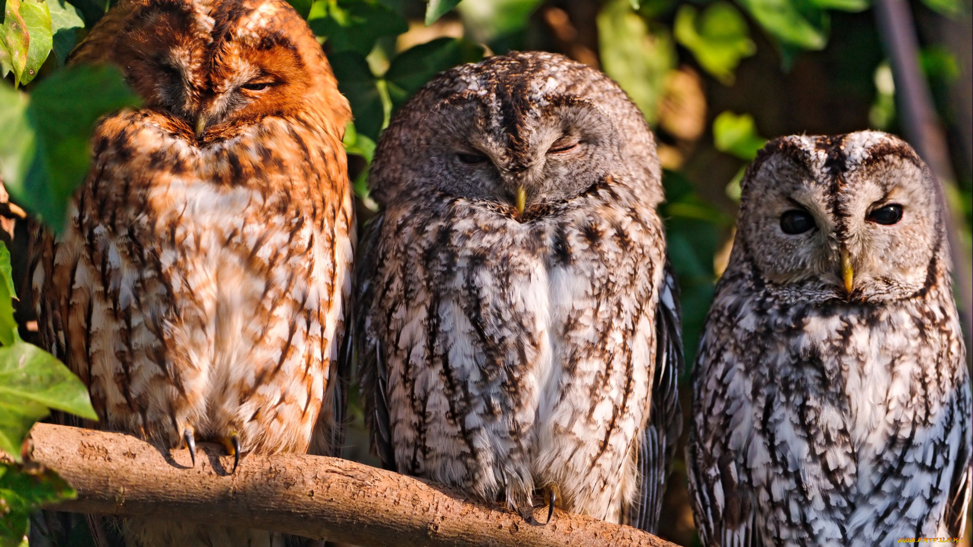 животные, совы, ветка, перья