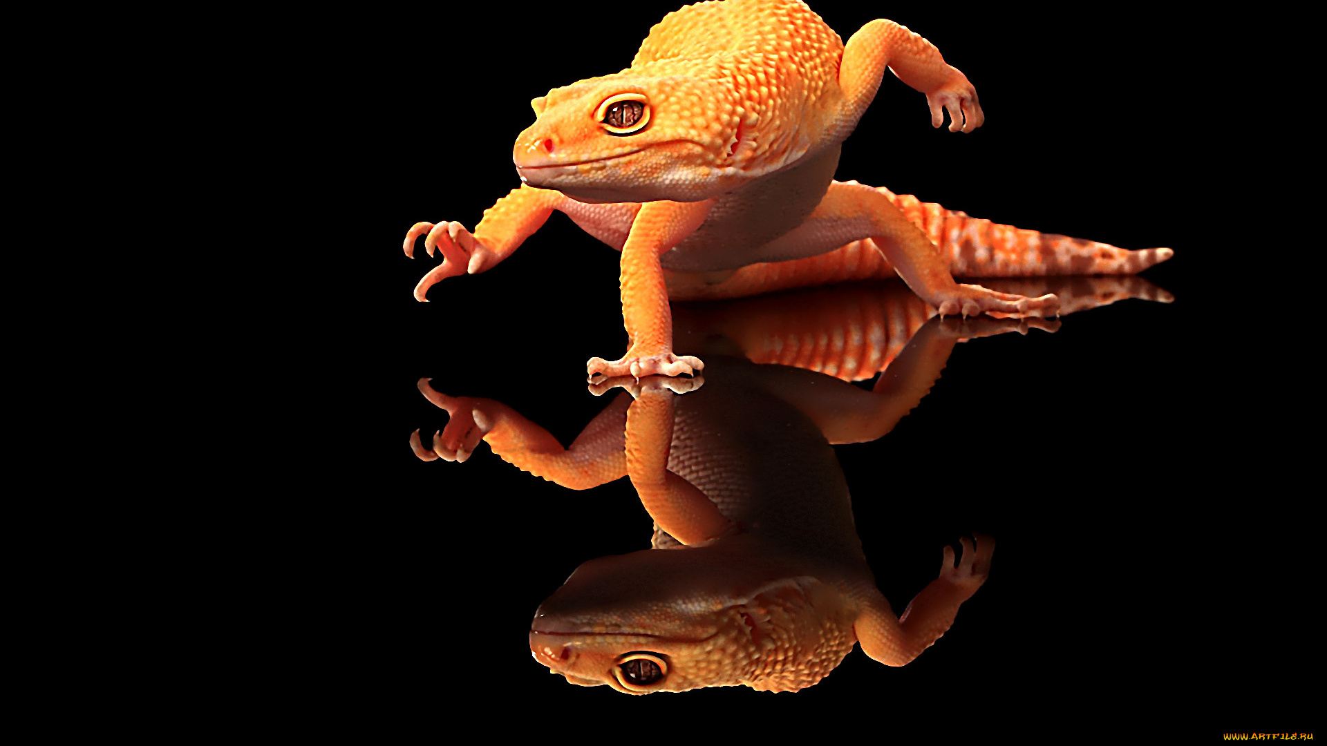 животные, Ящерицы, игуаны, вараны, желтая, ящерица, отражение