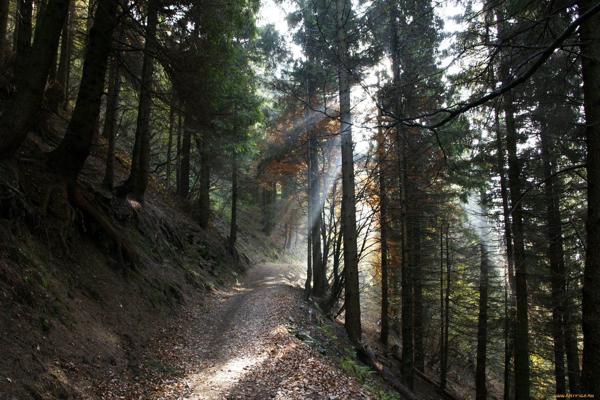 природа, лес, италия, торно, ломбардия