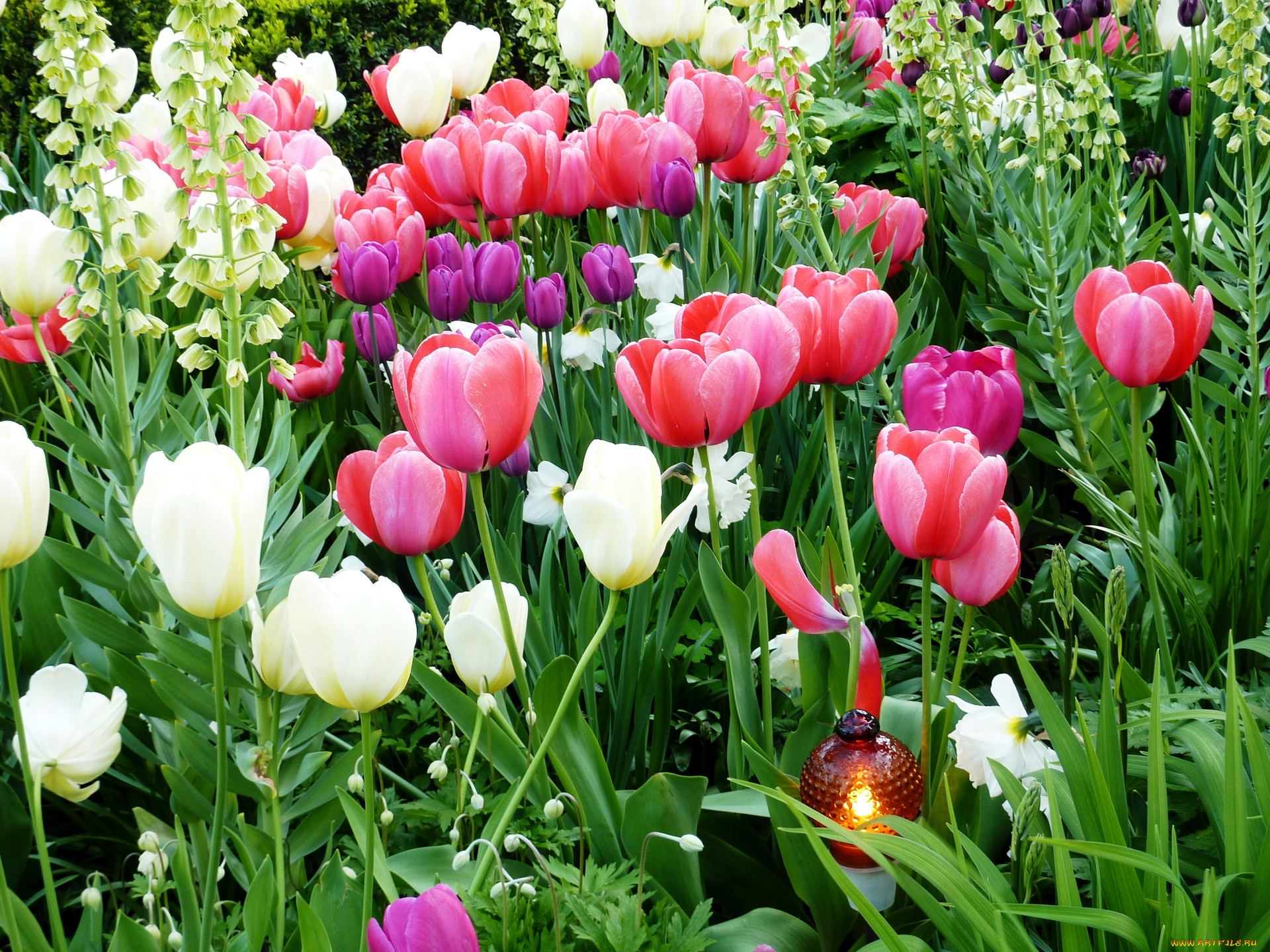 цветы, разные, вместе, тюльпаны