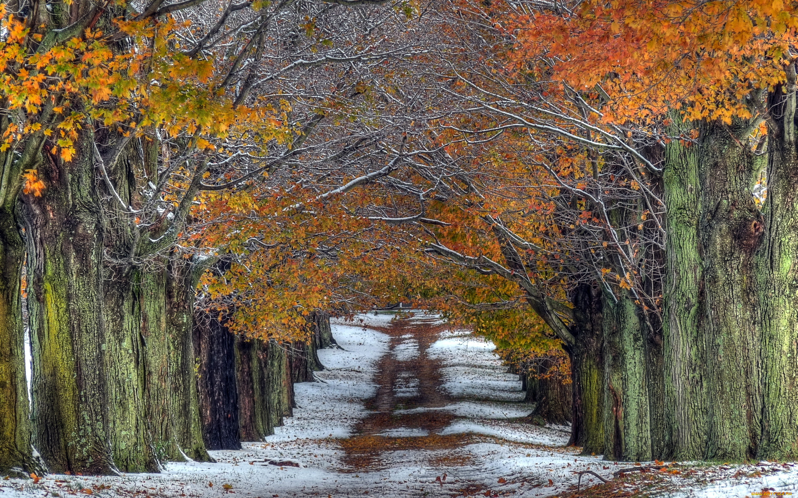 природа, дороги, снег, деревья