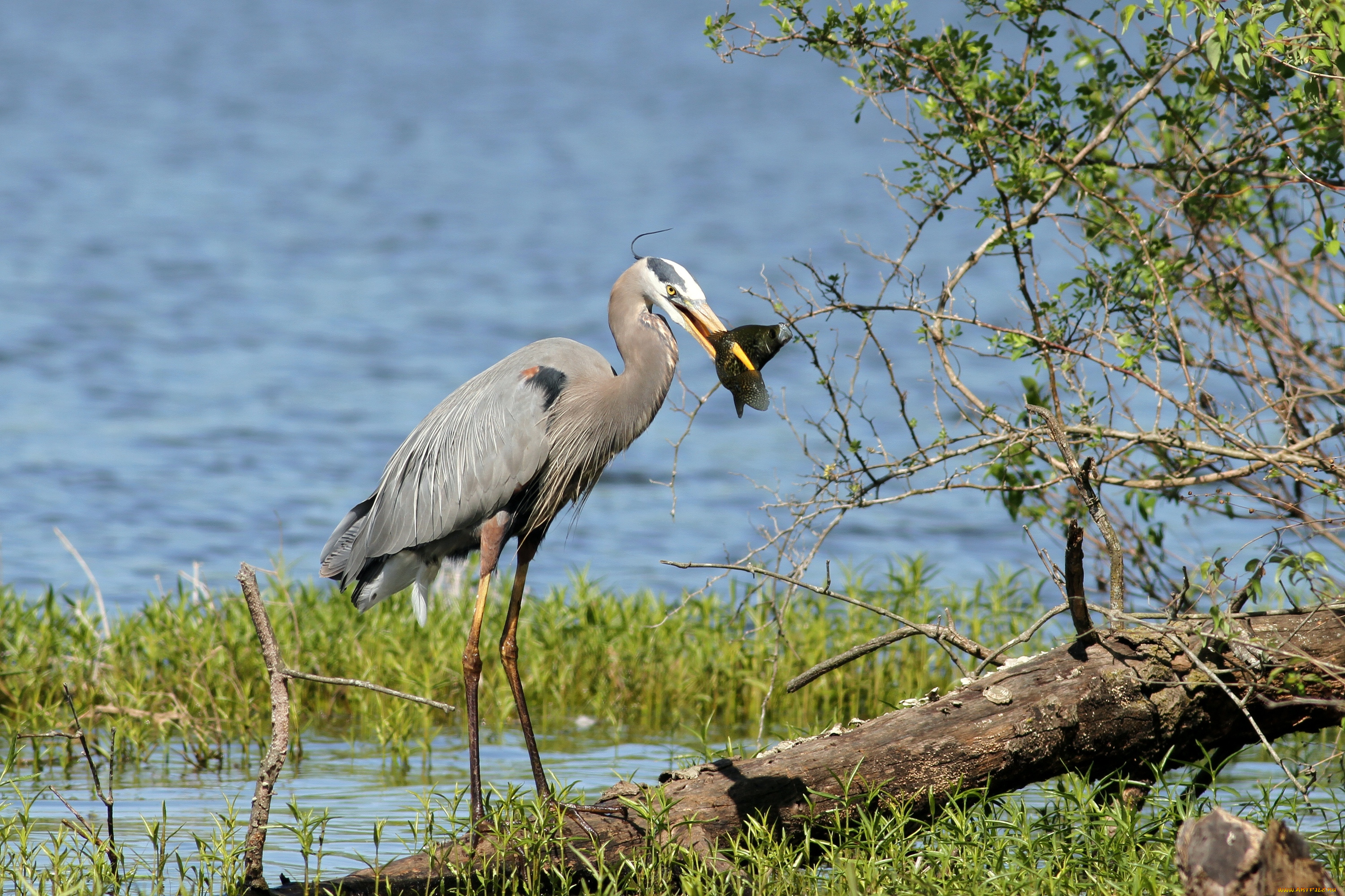 животные, цапли, трава, вода