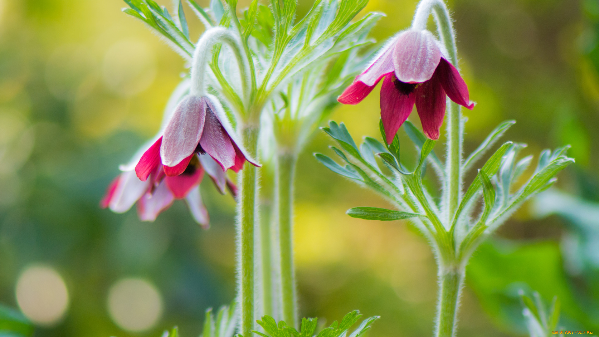цветы, анемоны, , адонисы, сон-трава