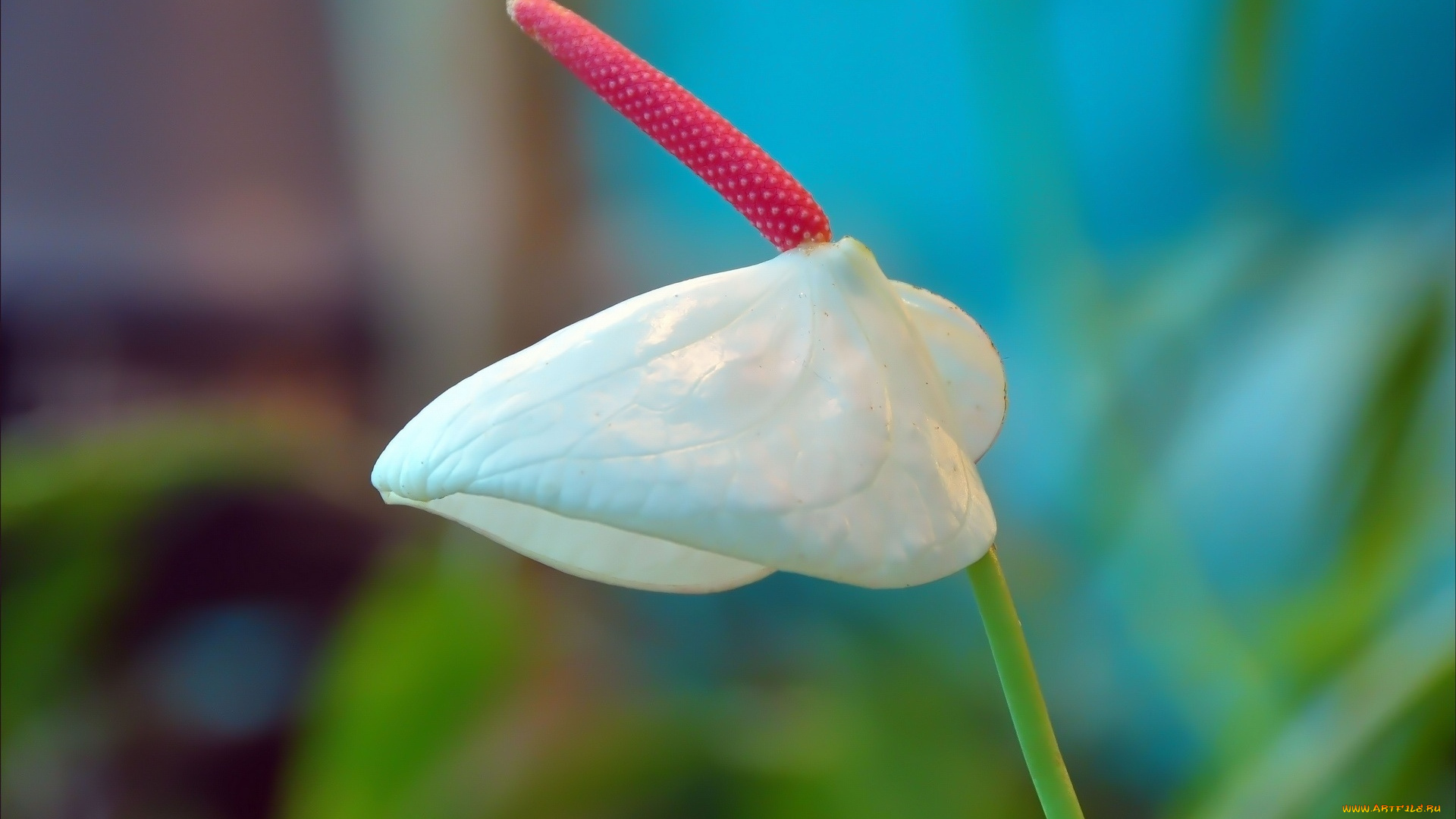 цветы, антуриум, , цветок, фламинго, стебель, антуриум, комнатный, белый, цветок