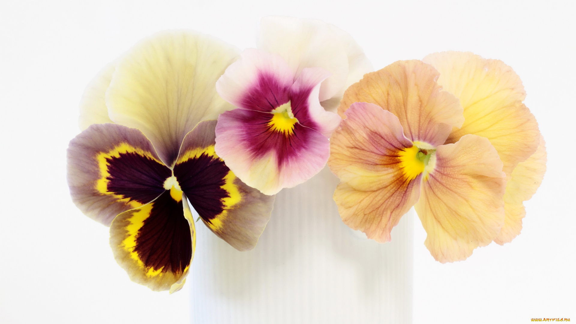 цветы, анютины, глазки, , садовые, фиалки, анютины, глазки, фиалки