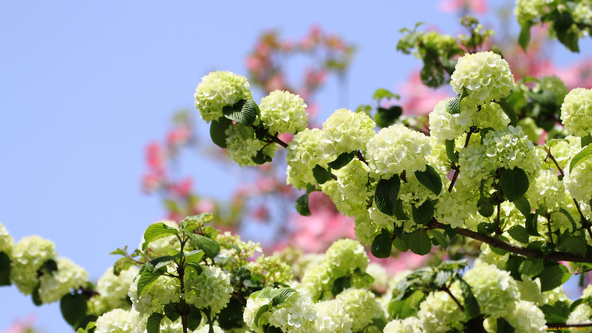 цветы, цветущие, деревья, , , кустарники, бутоны, ветка