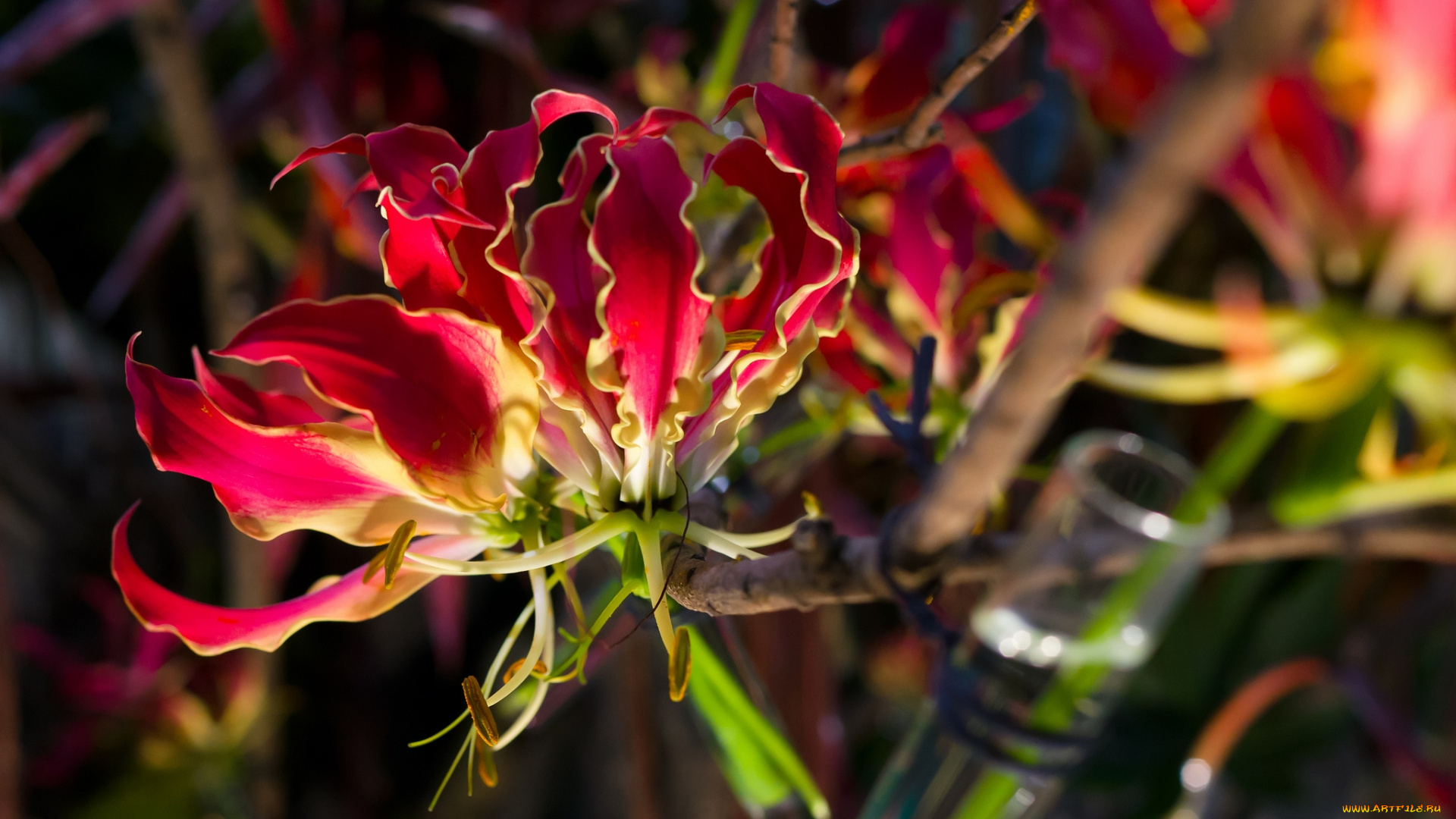 цветы, глориоза, пламя