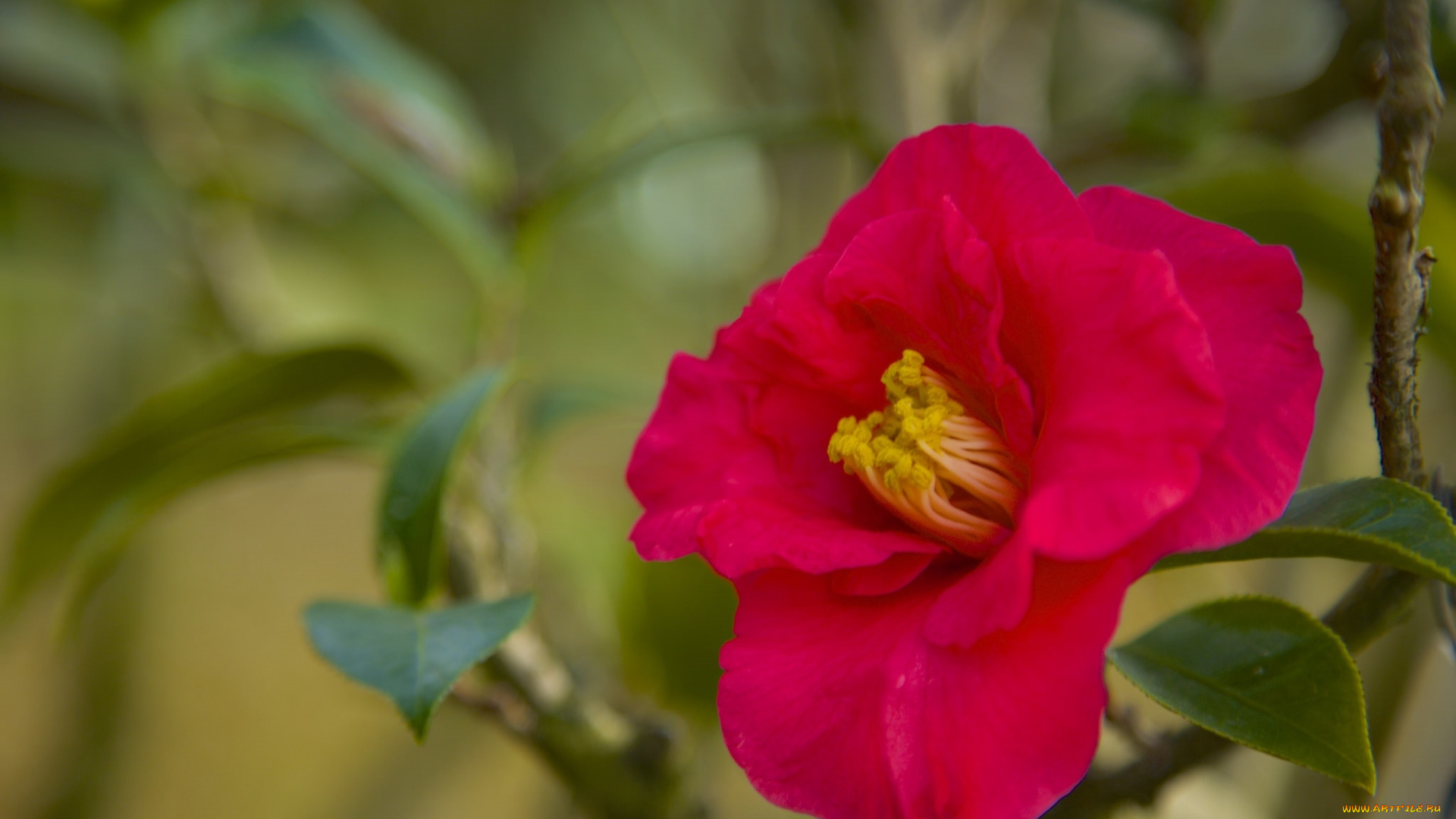 цветы, камелии, красный