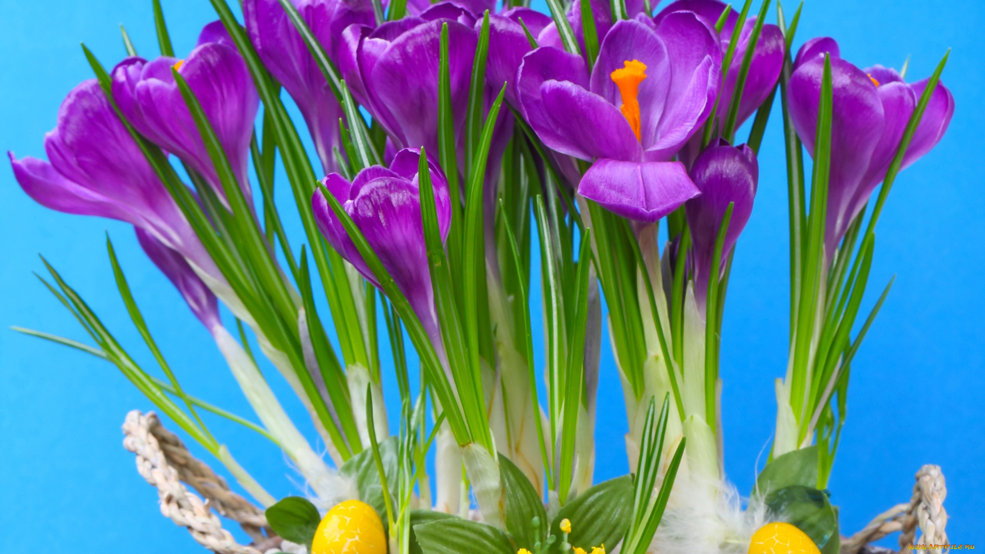 цветы, крокусы, сиреневые, яйца