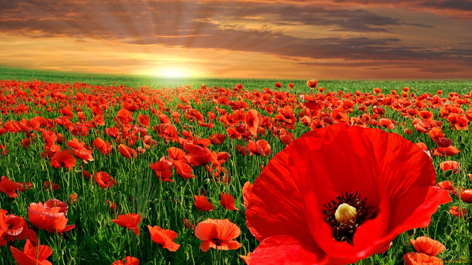 цветы, маки, закат, поле