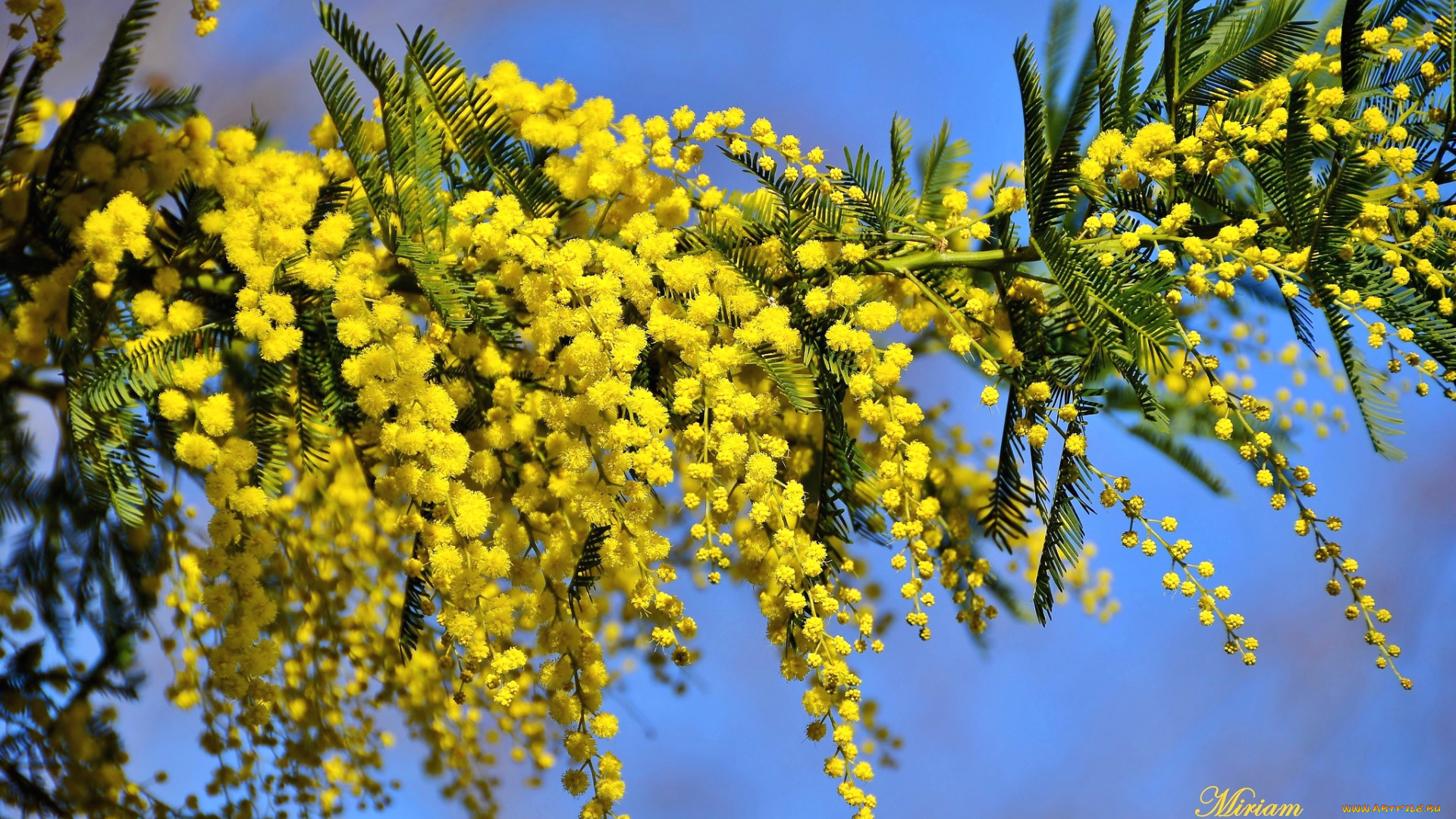 цветы, мимоза, желтый