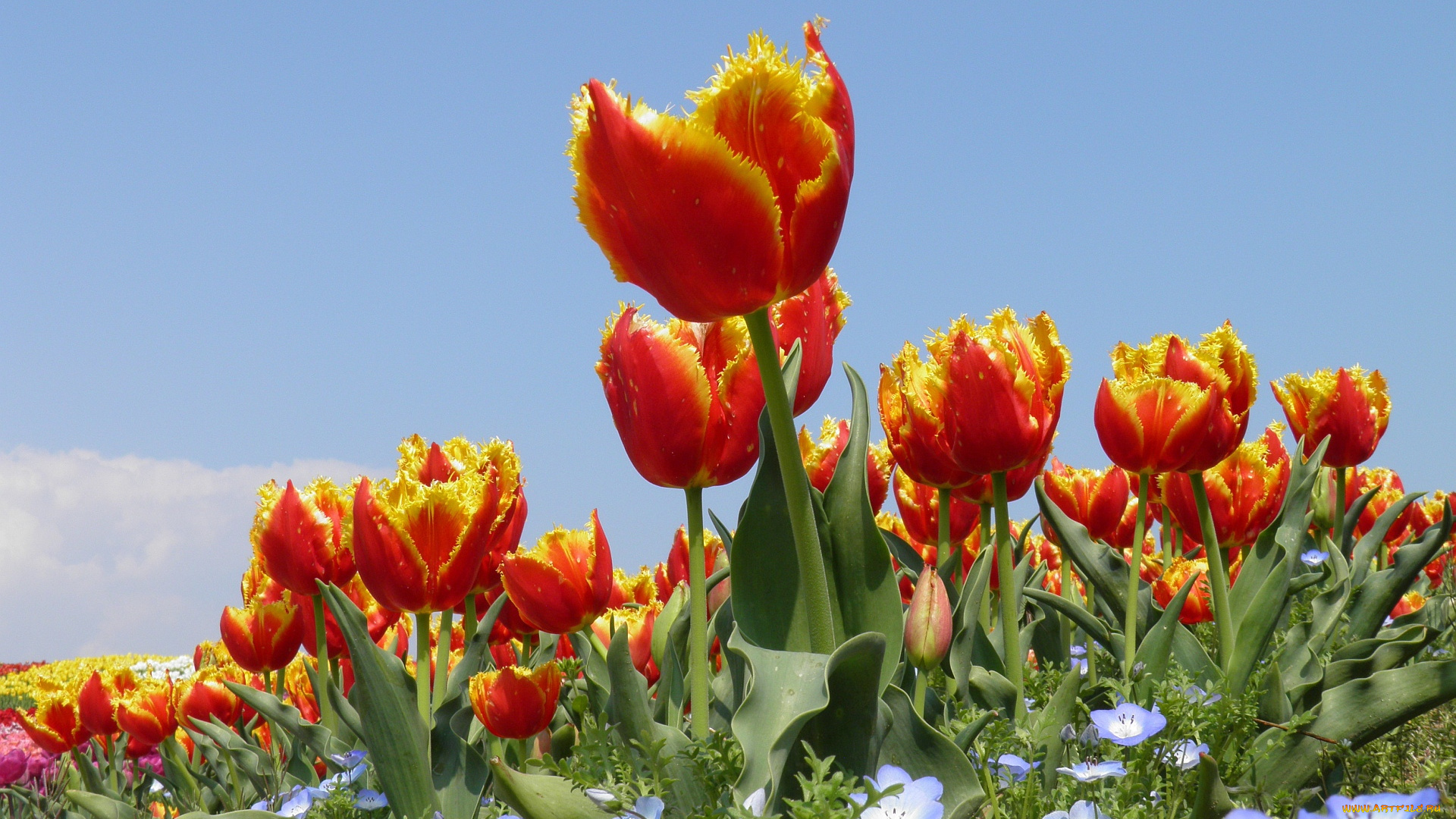 цветы, разные, вместе, бутоны