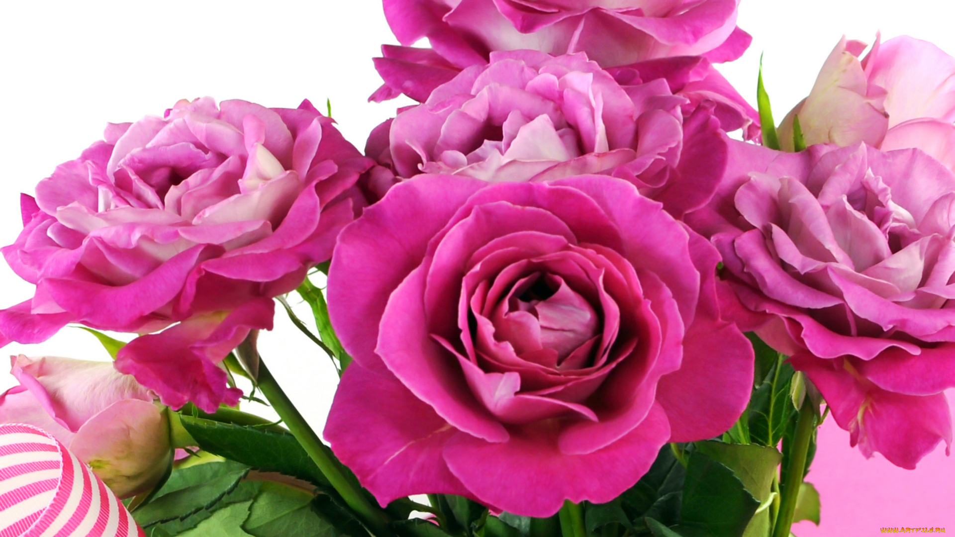 цветы, розы, розовые