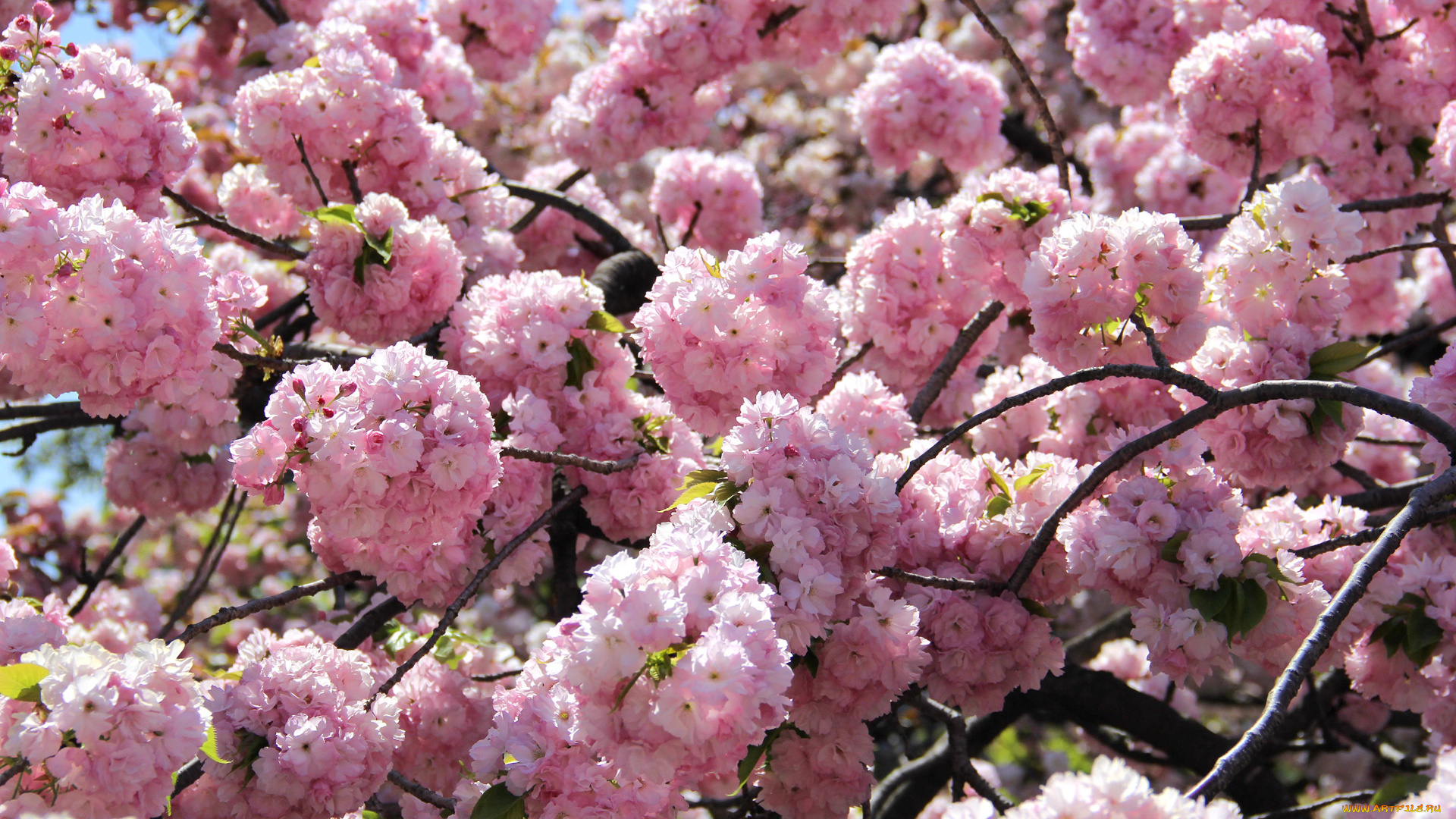 цветы, сакура, , вишня, бутоны, ветки