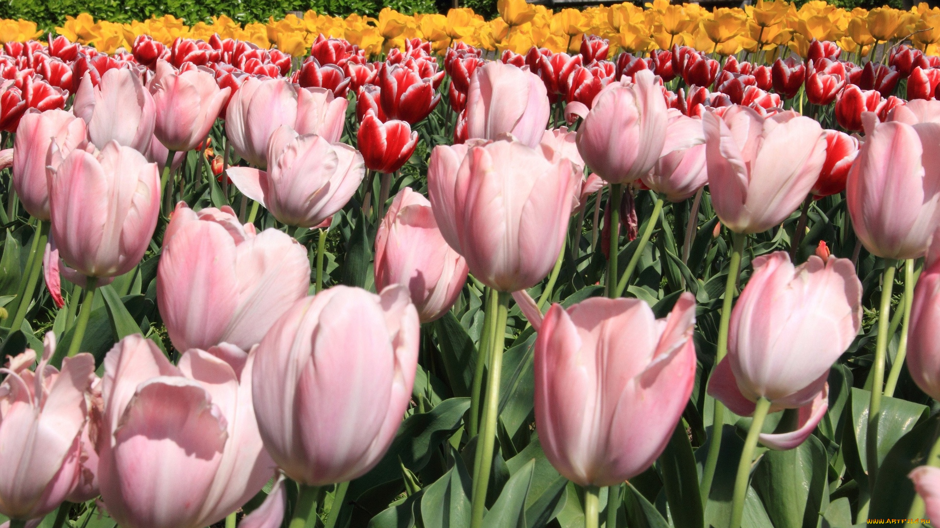 цветы, тюльпаны, бутоны