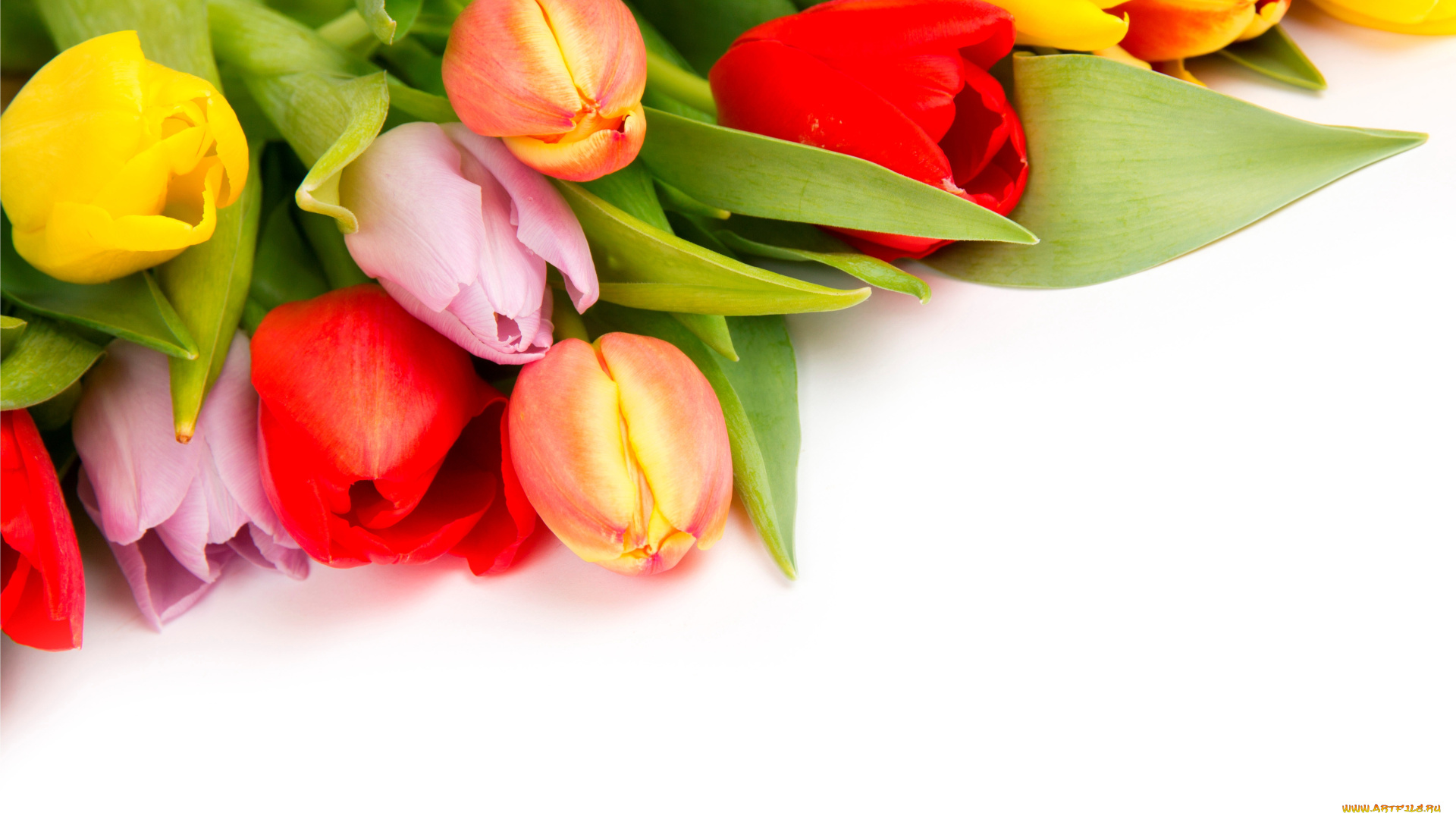 цветы, тюльпаны, много