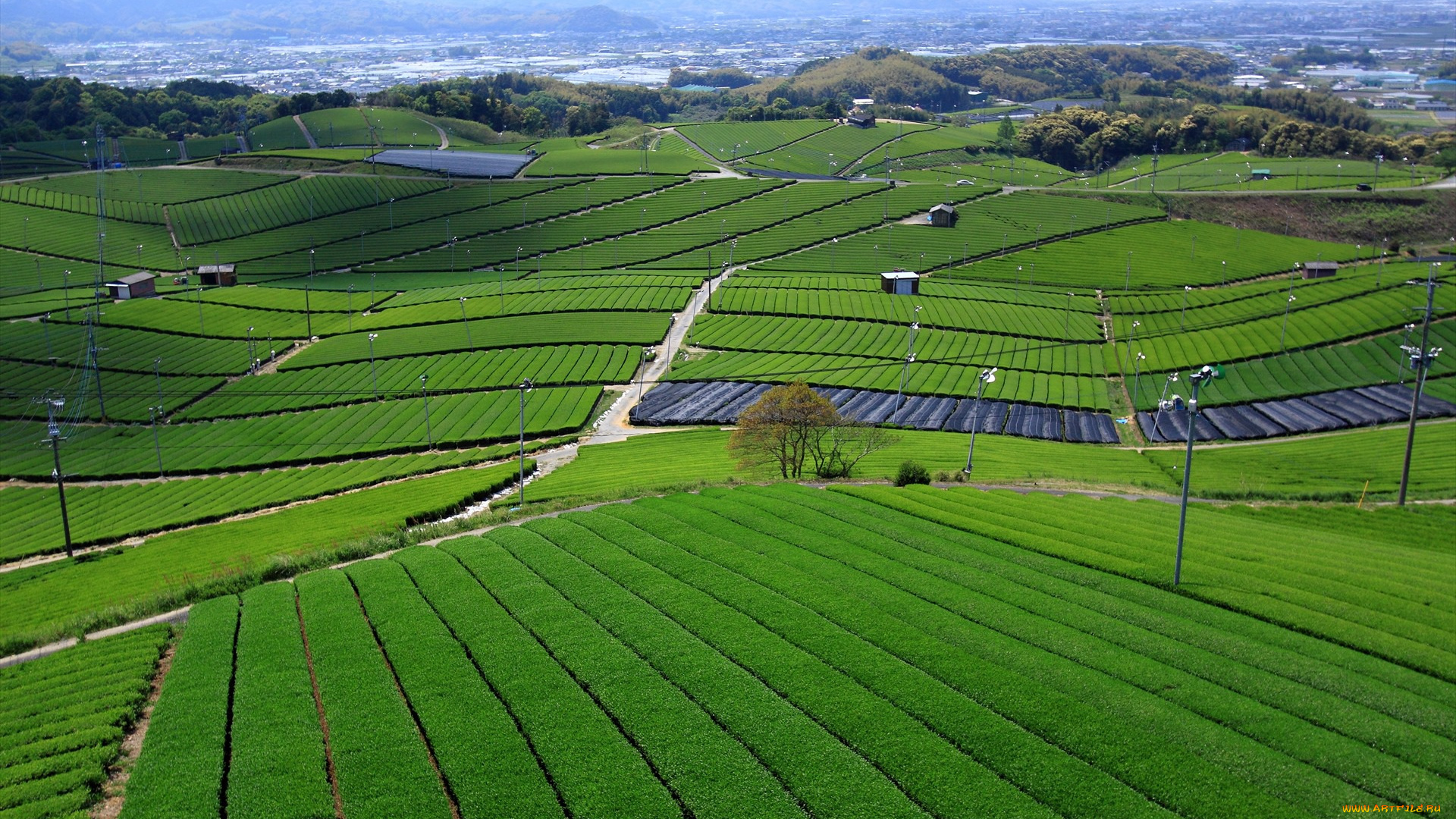 природа, поля, лето