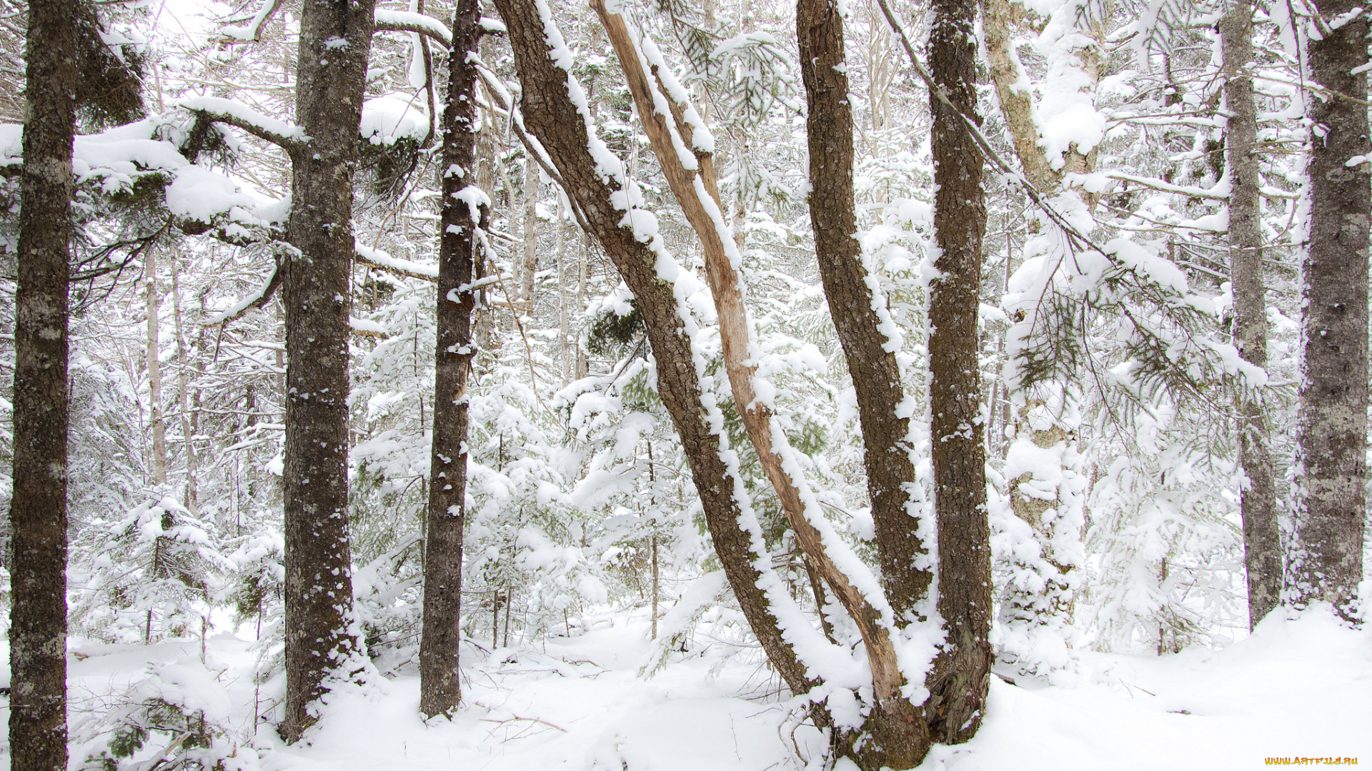 природа, зима, снег, деревья