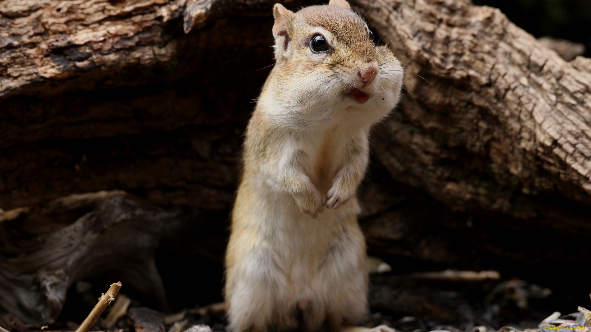 животные, бурундуки, щеки