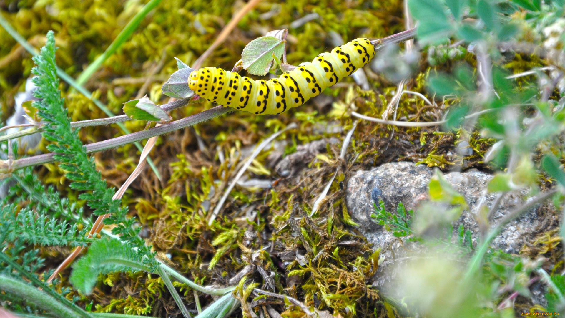 животные, гусеницы, камень, листья, растения, гусеница, желтая, трава