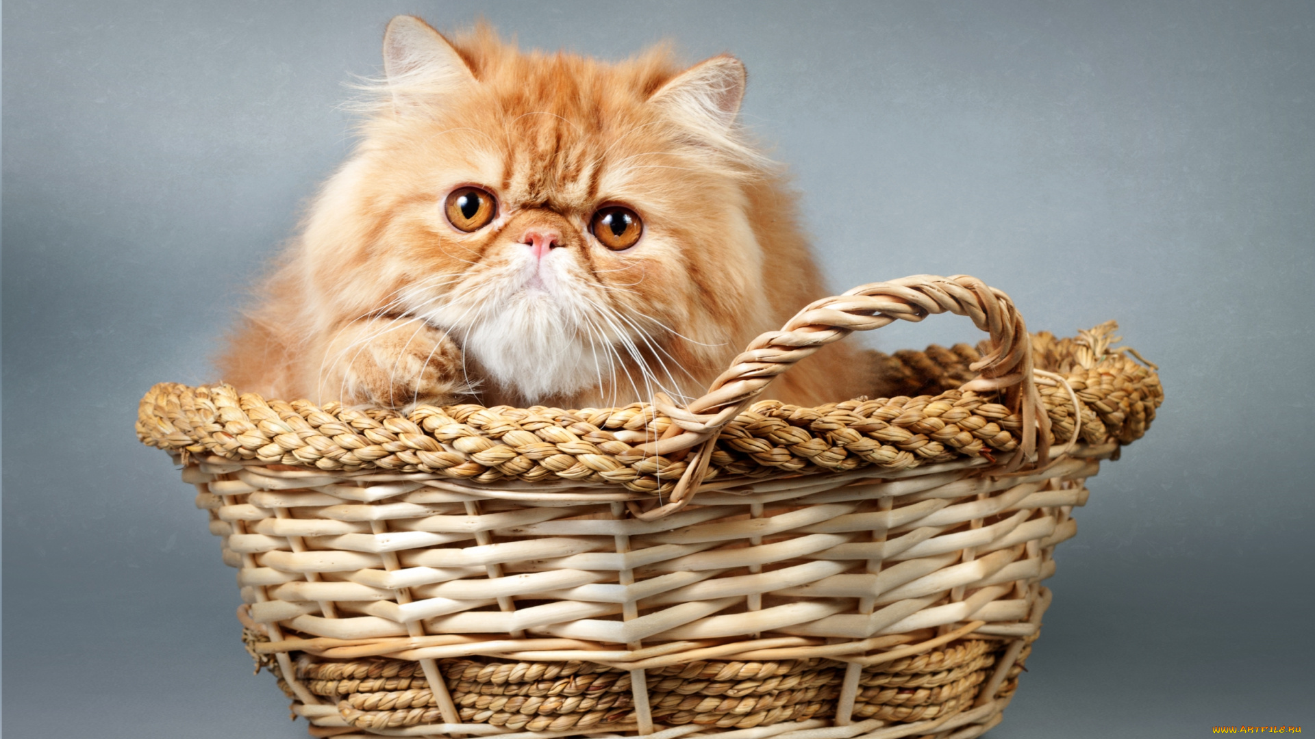 животные, коты, корзина