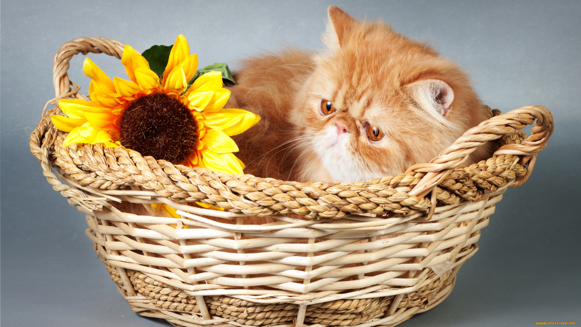 животные, коты, корзина, подсолнухи