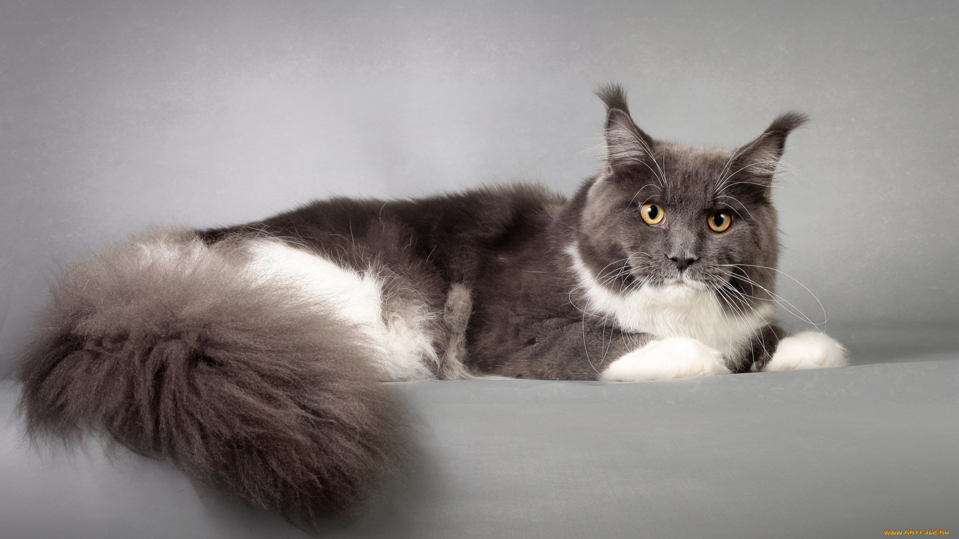 животные, коты, пушистый