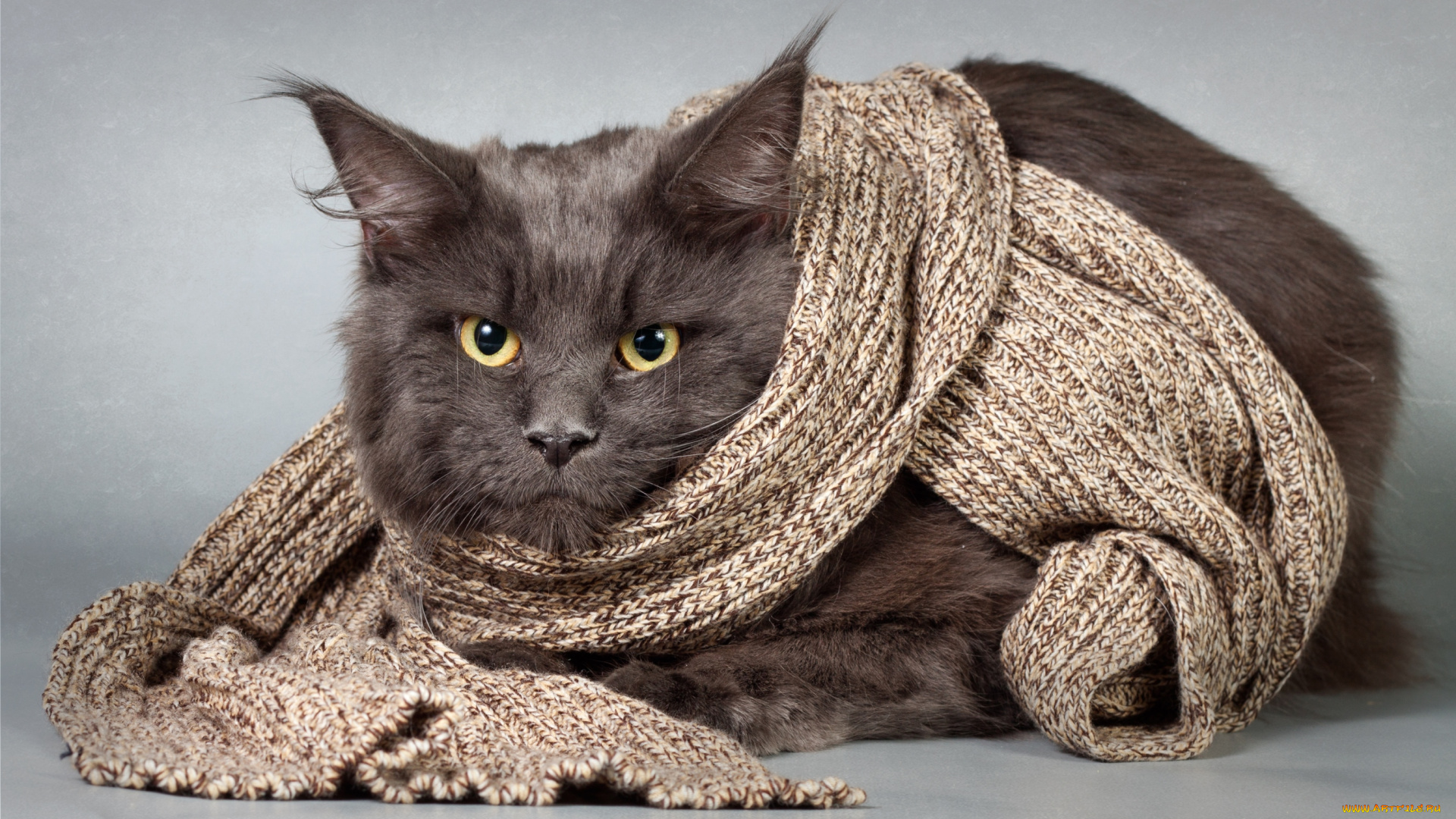 животные, коты, шарф