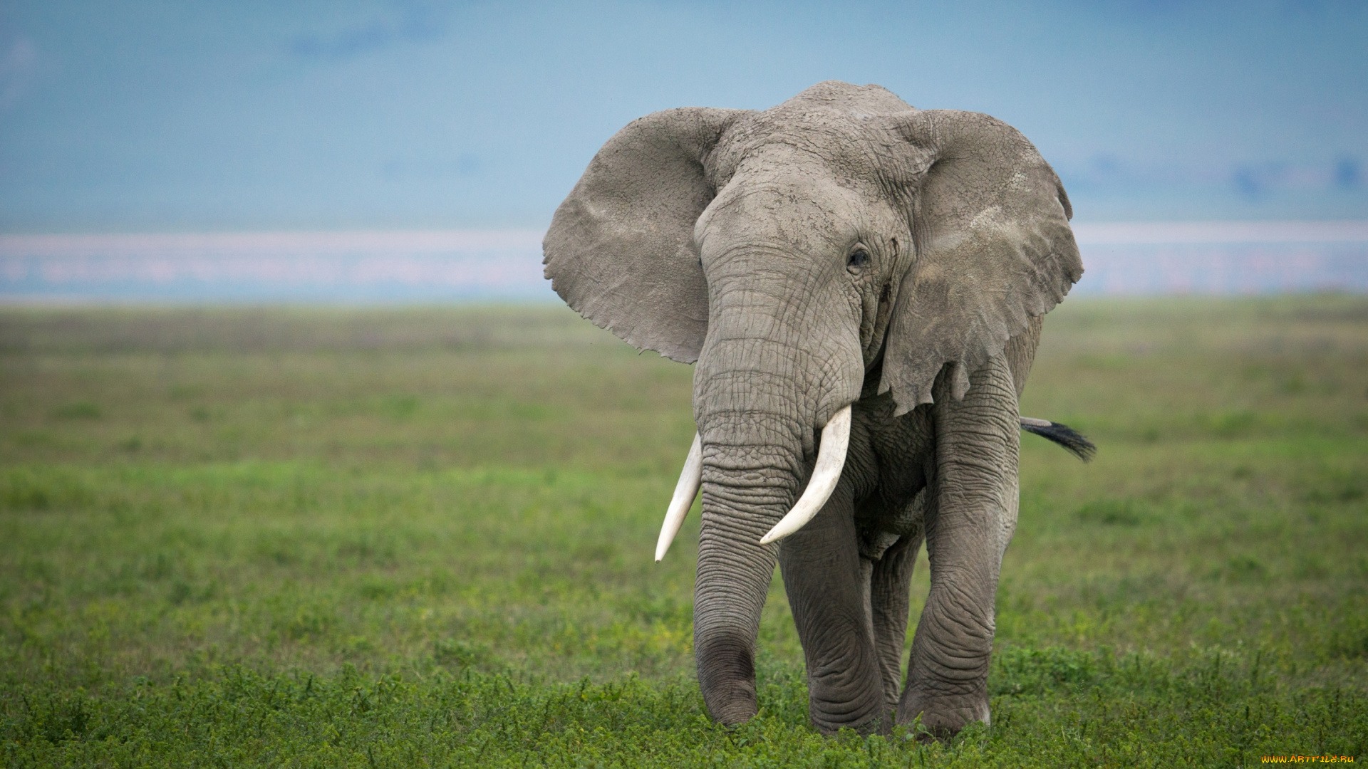 животные, слоны, бивни