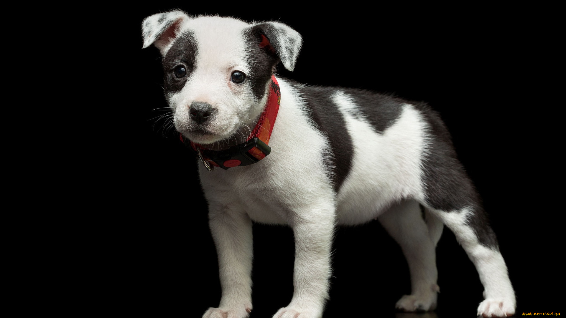 животные, собаки, щенок