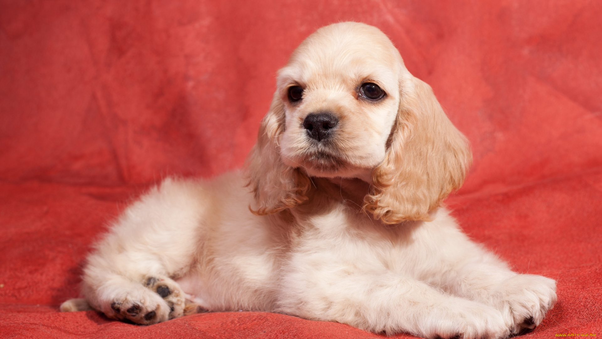 животные, собаки, спаниель