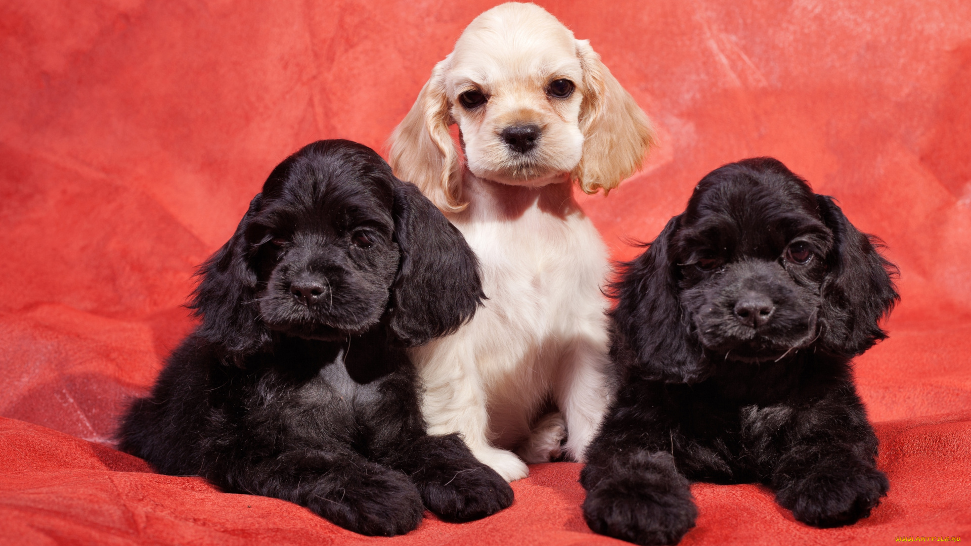 животные, собаки, спаниель
