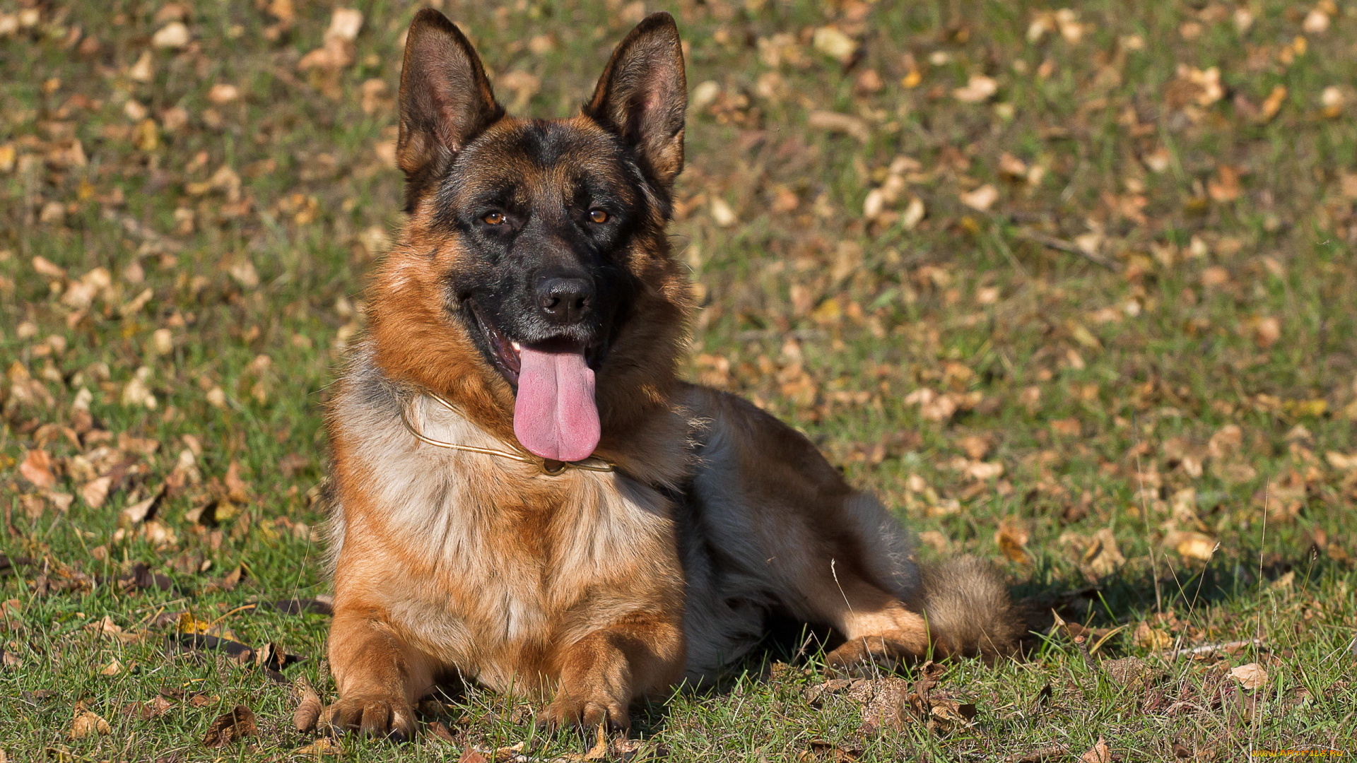 животные, собаки, взгляд, dog, german, shepherd
