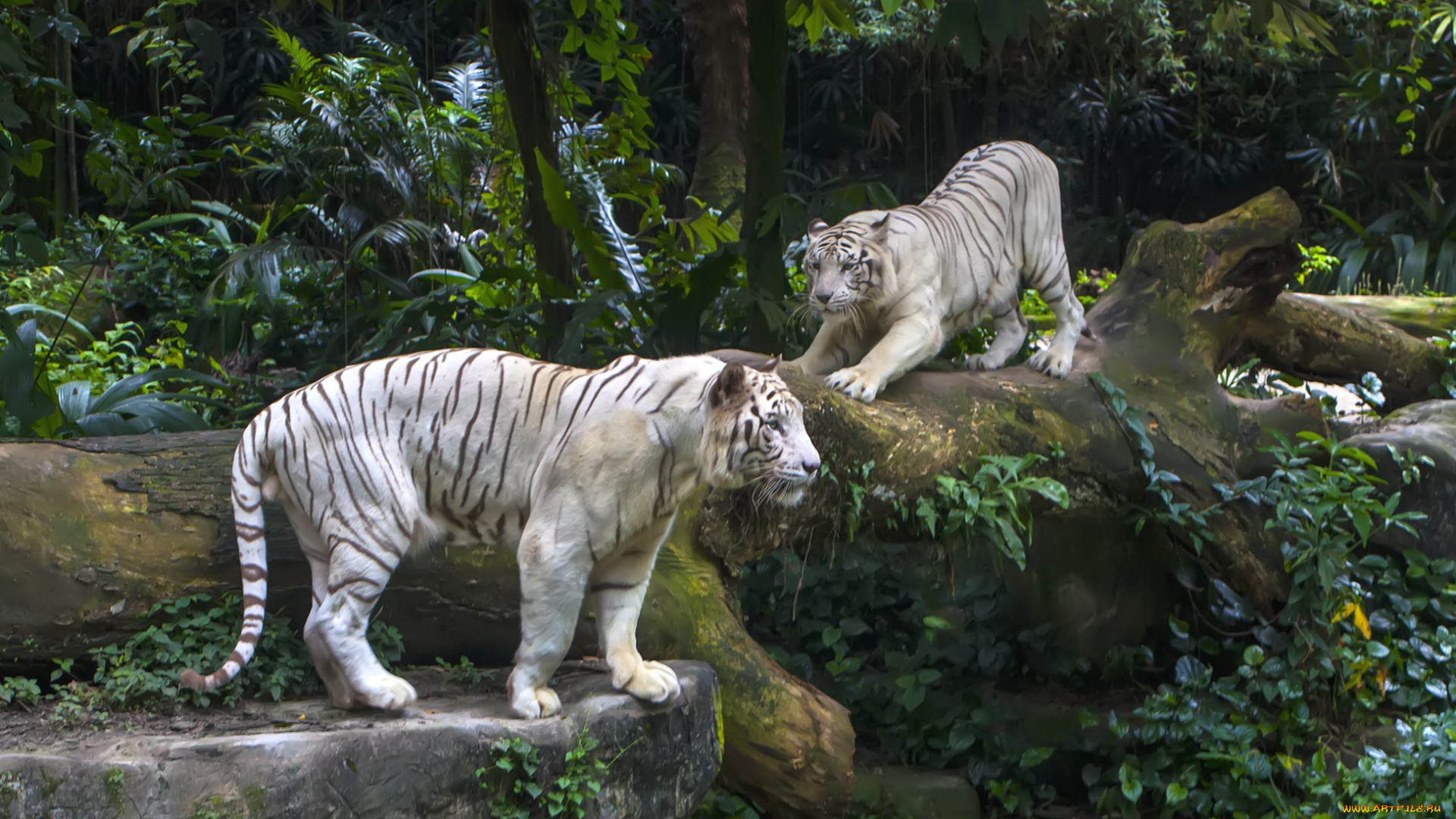 животные, тигры, пара