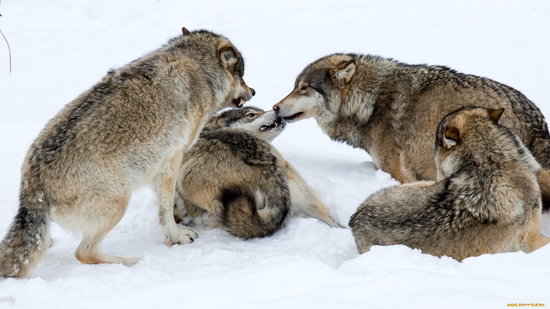 животные, волки, , койоты, , шакалы, игра