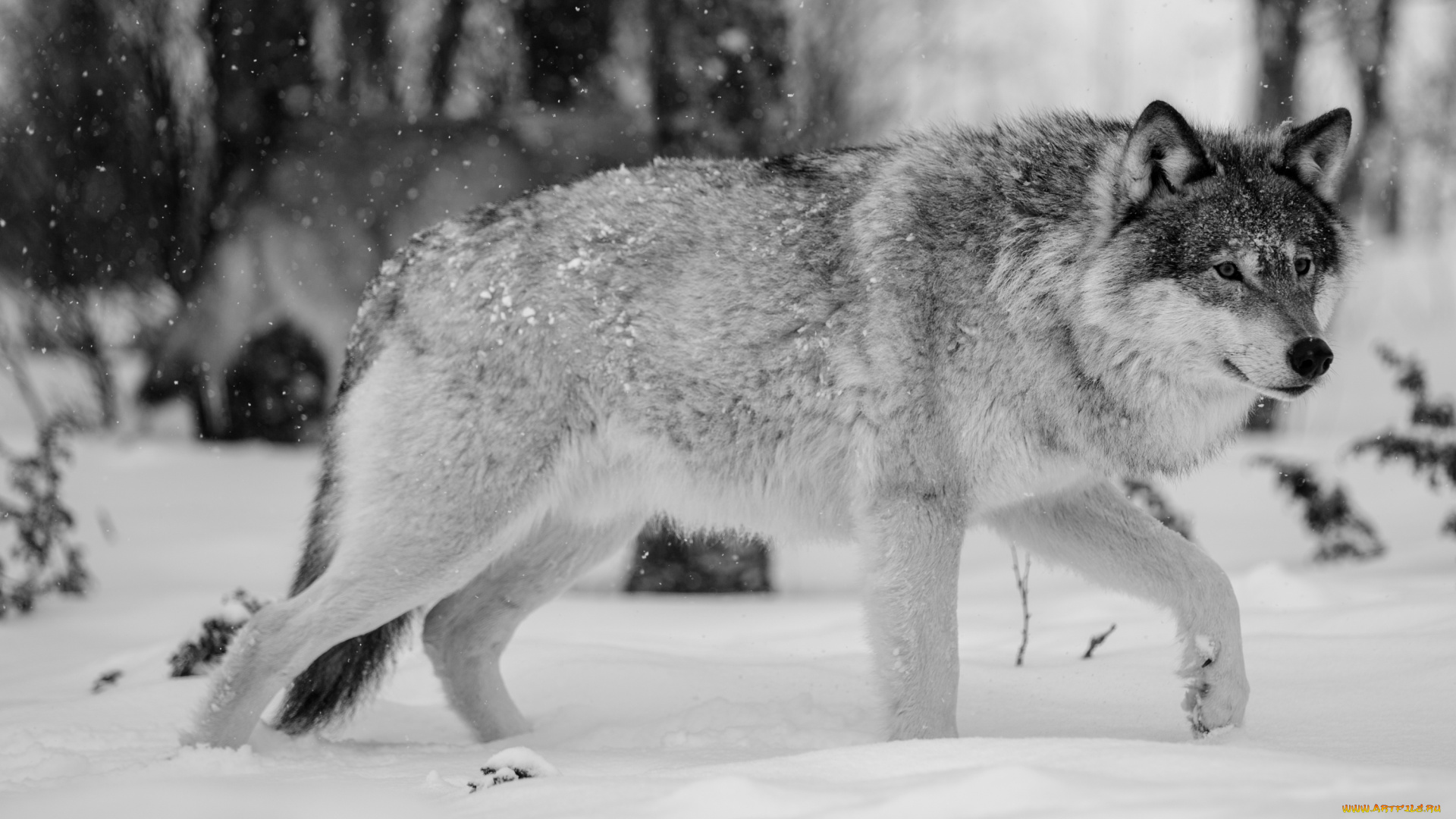 животные, волки, , койоты, , шакалы, красавец