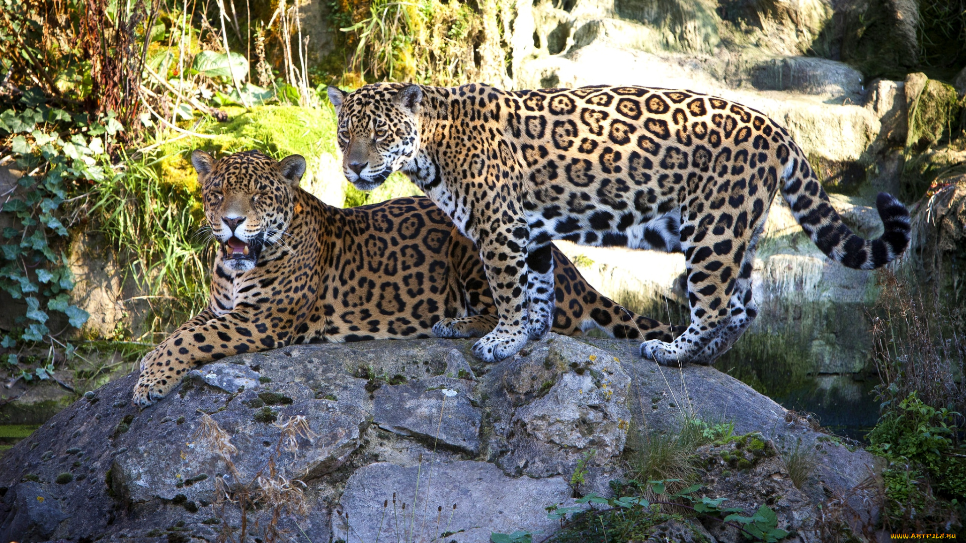 животные, Ягуары, пара