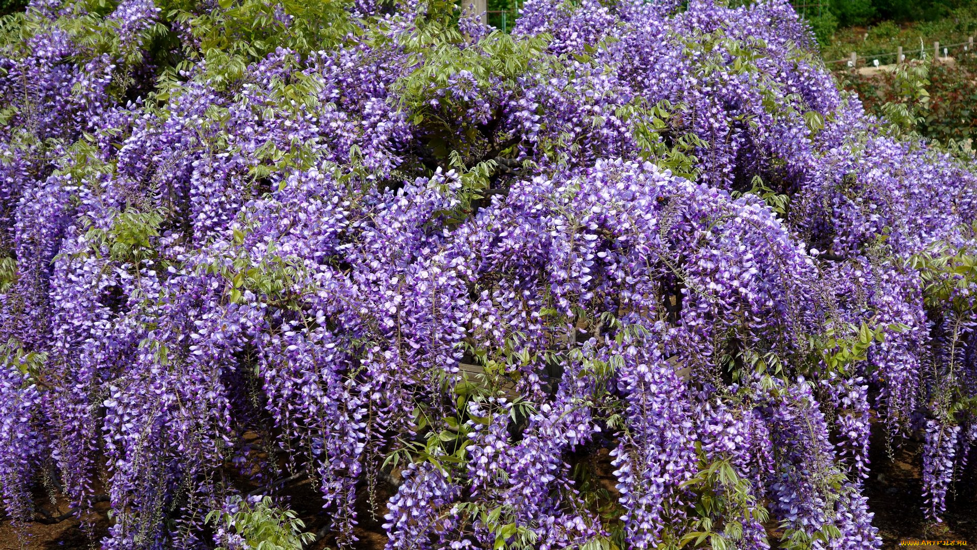 цветы, глициния, ветки