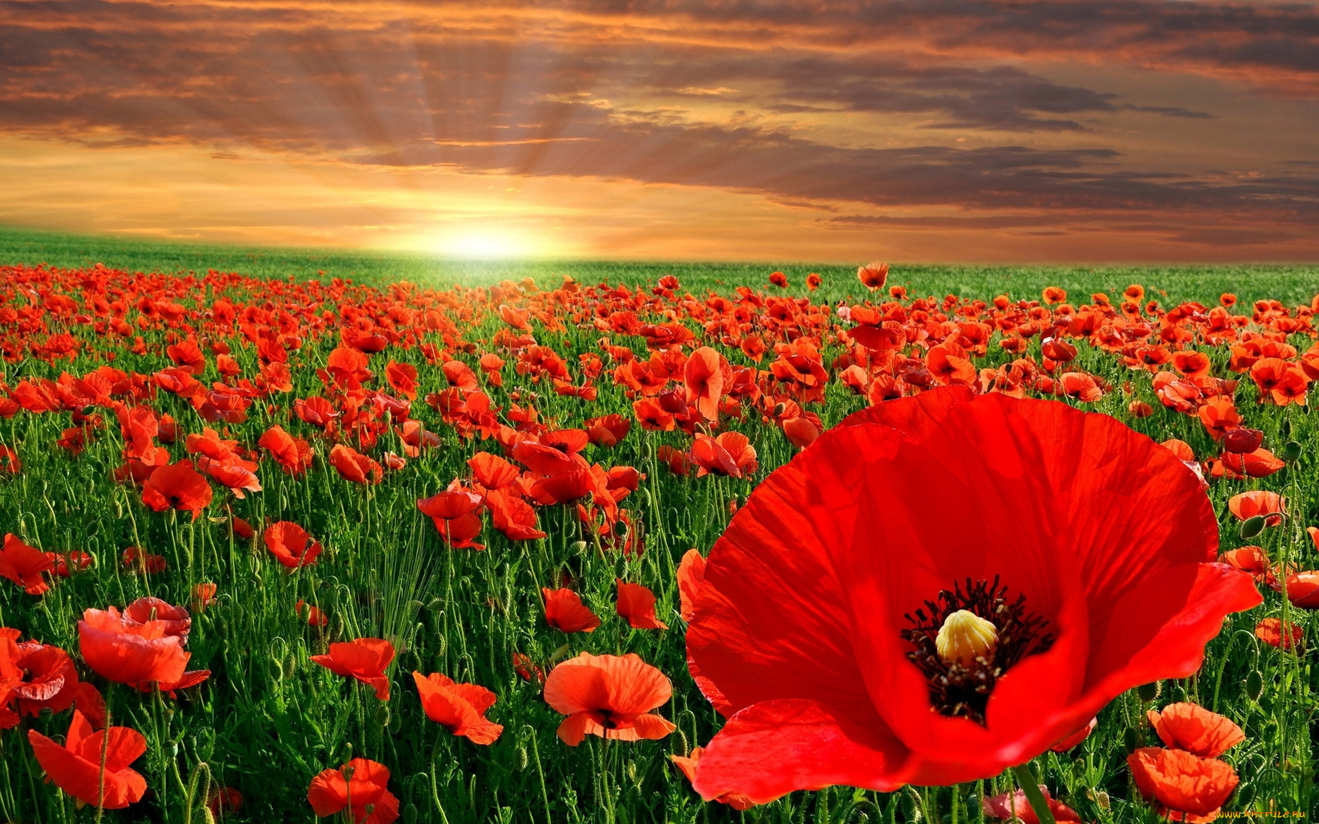 цветы, маки, закат, поле