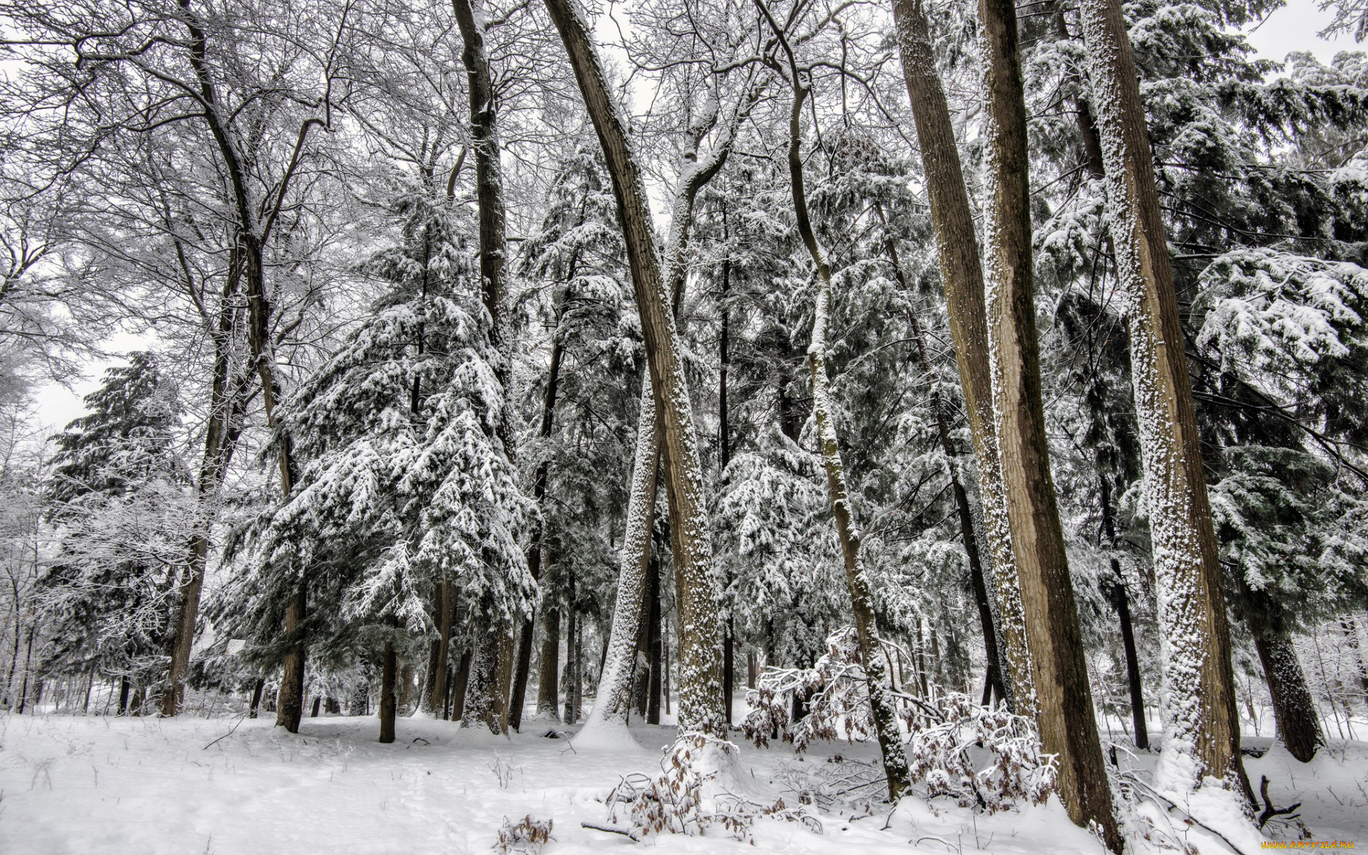 природа, лес, деревья, смнег