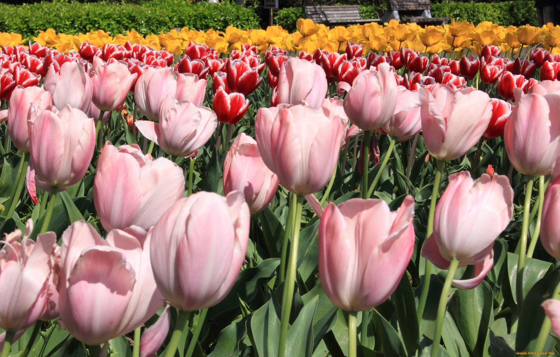 цветы, тюльпаны, бутоны