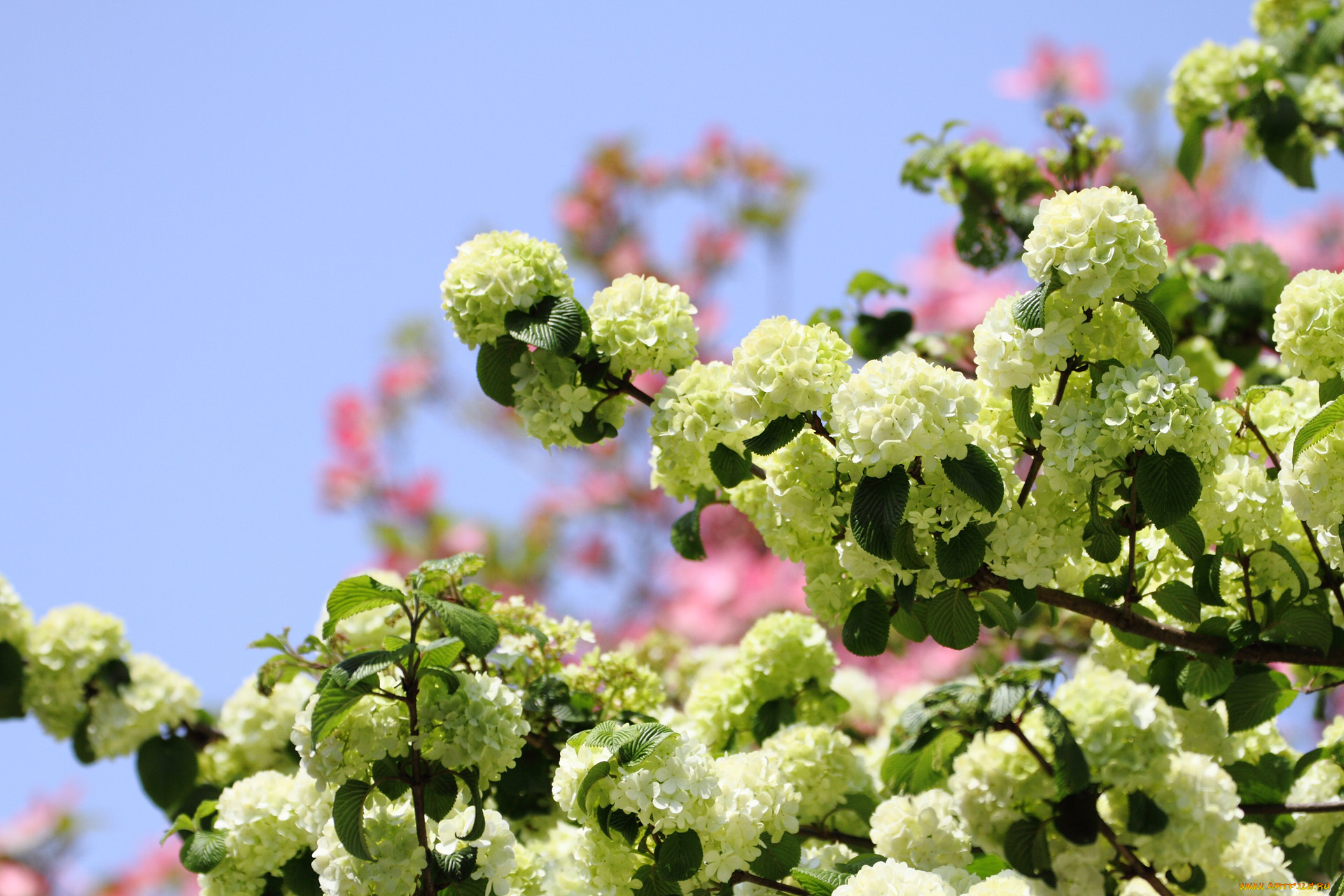 цветы, цветущие, деревья, , , кустарники, бутоны, ветка