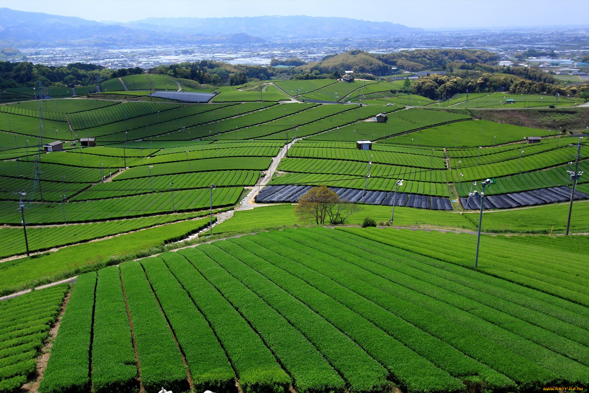 природа, поля, лето