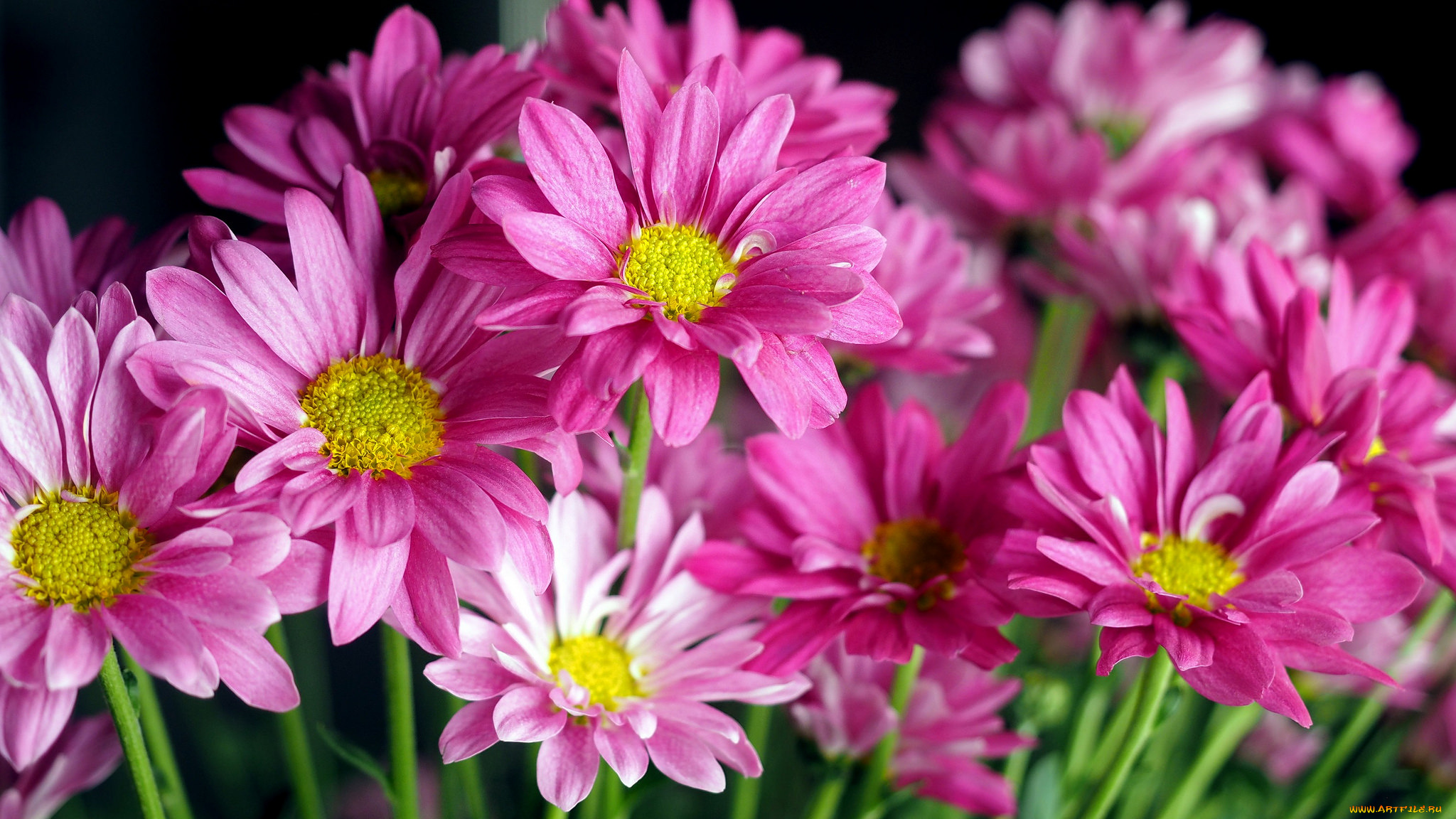 цветы, хризантемы, розовый