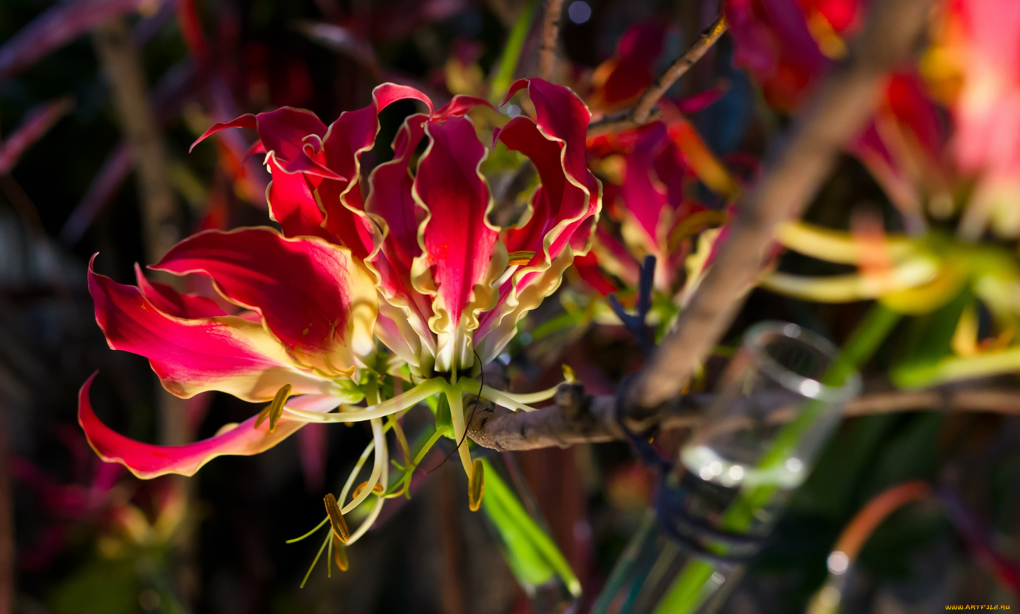 цветы, глориоза, пламя