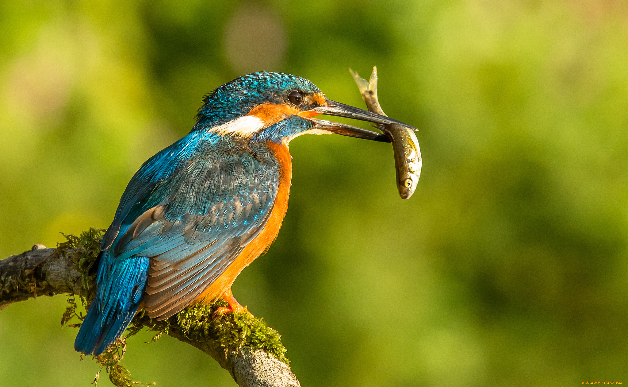 животные, зимородки, улов